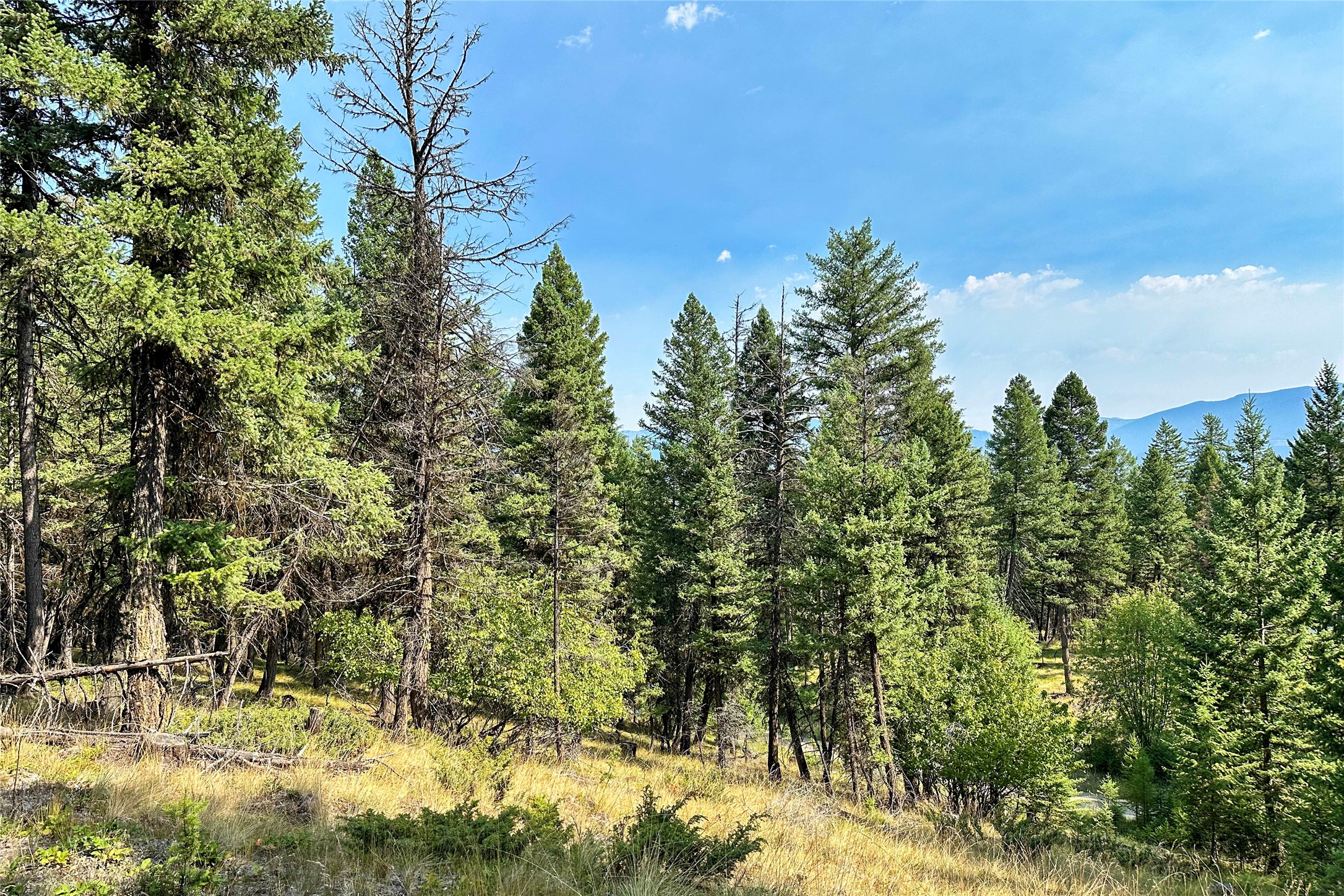 202 Grizzly Gulch Road