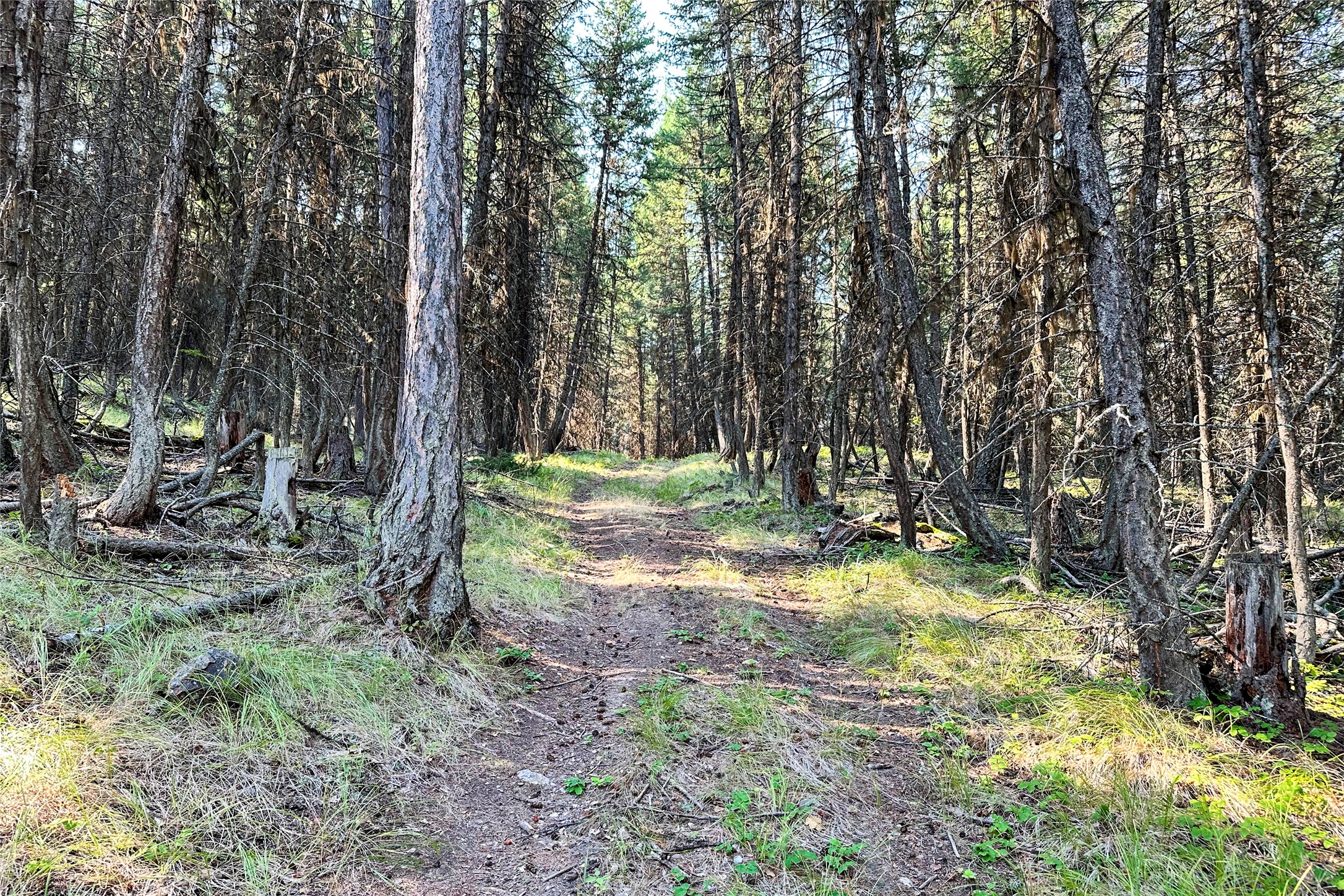 202 Grizzly Gulch Road