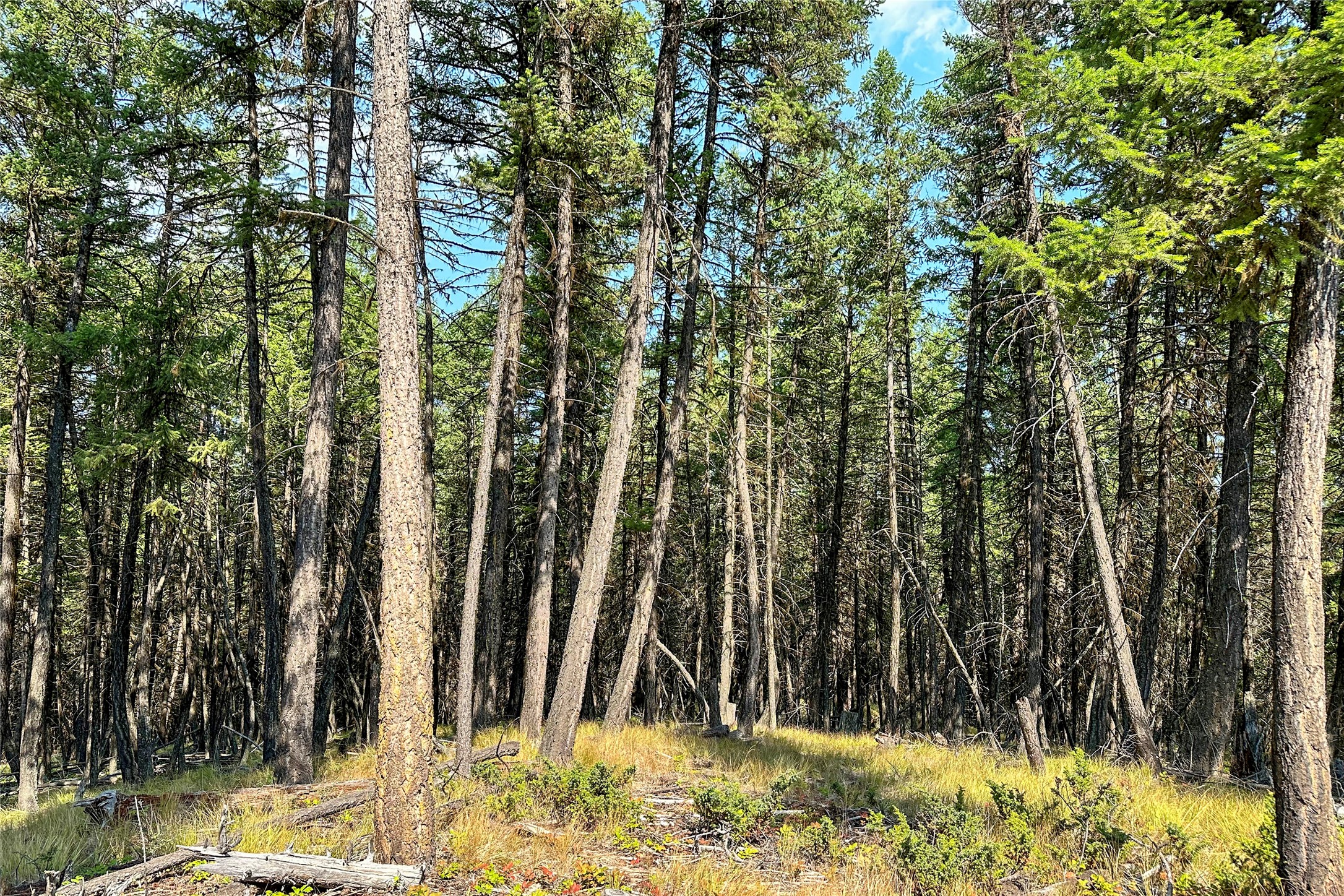 202 Grizzly Gulch Road