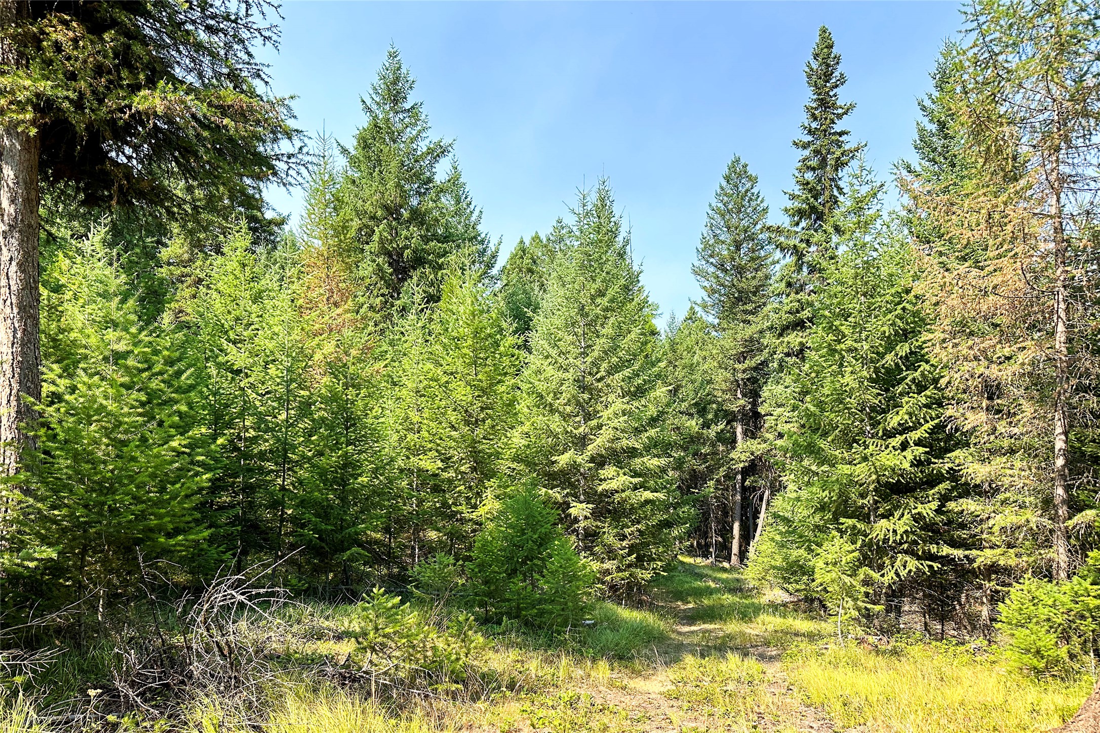 202 Grizzly Gulch Road