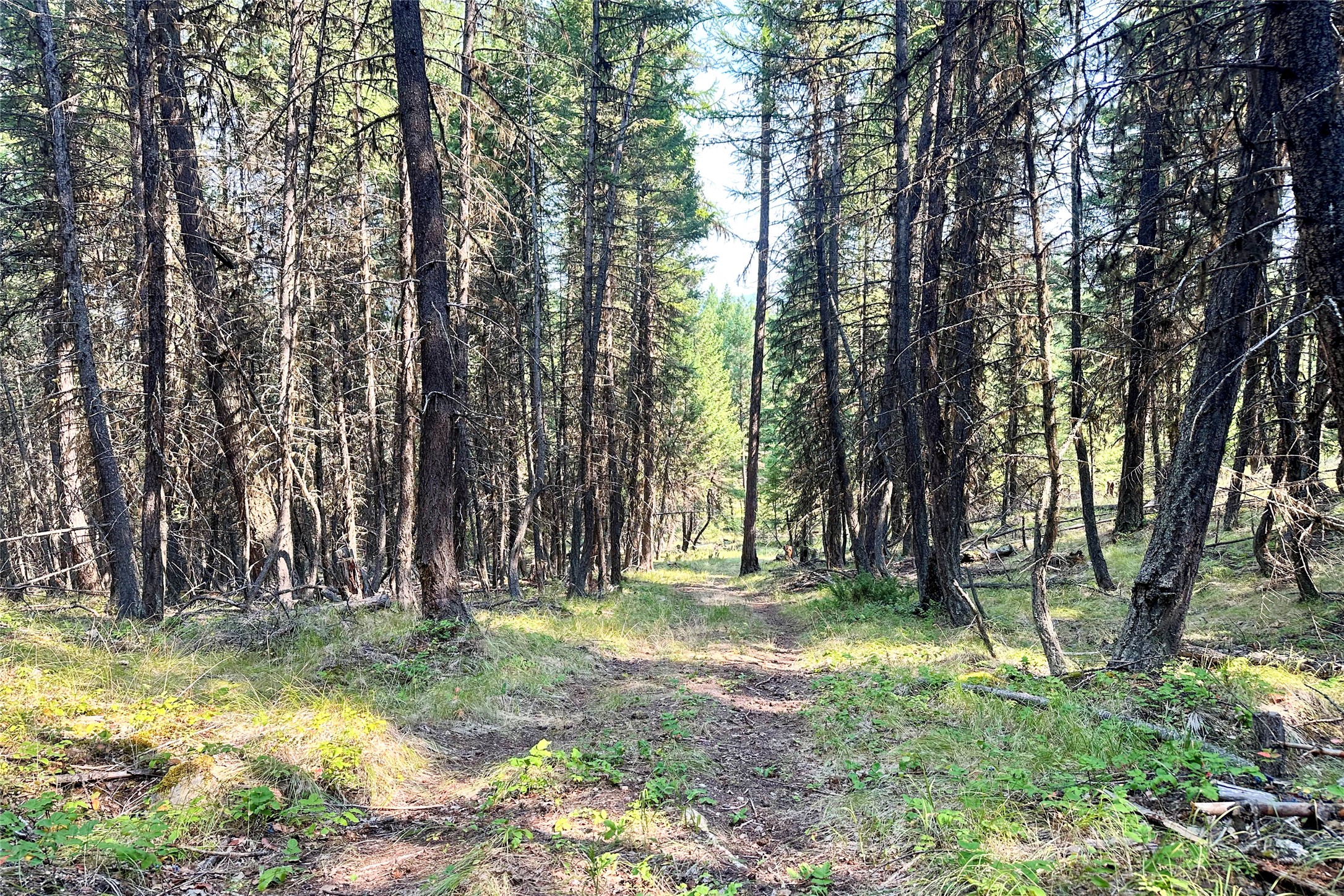 202 Grizzly Gulch Road