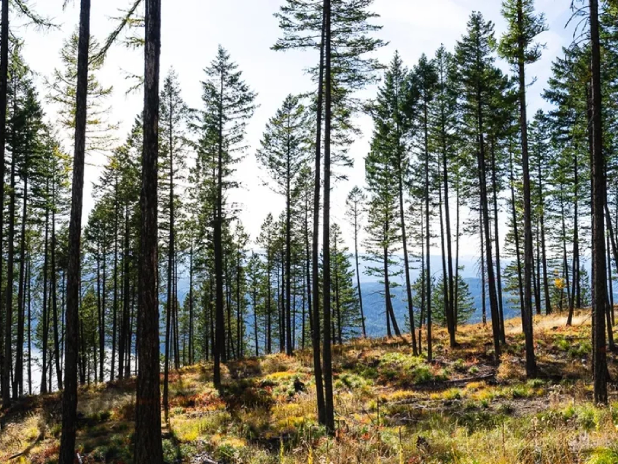 44 Elk Highlands Drive