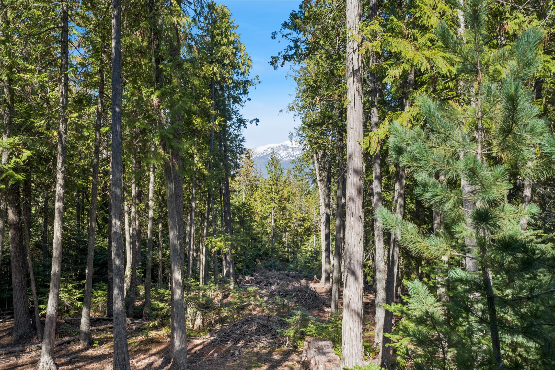 13818 Crystal Creek Lane