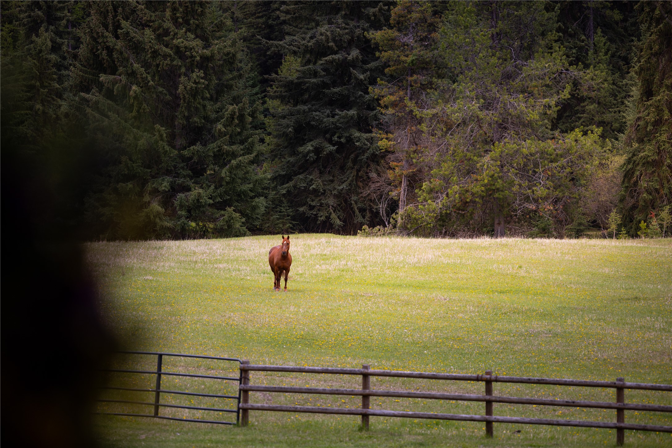 12520 Pinkham Creek Road