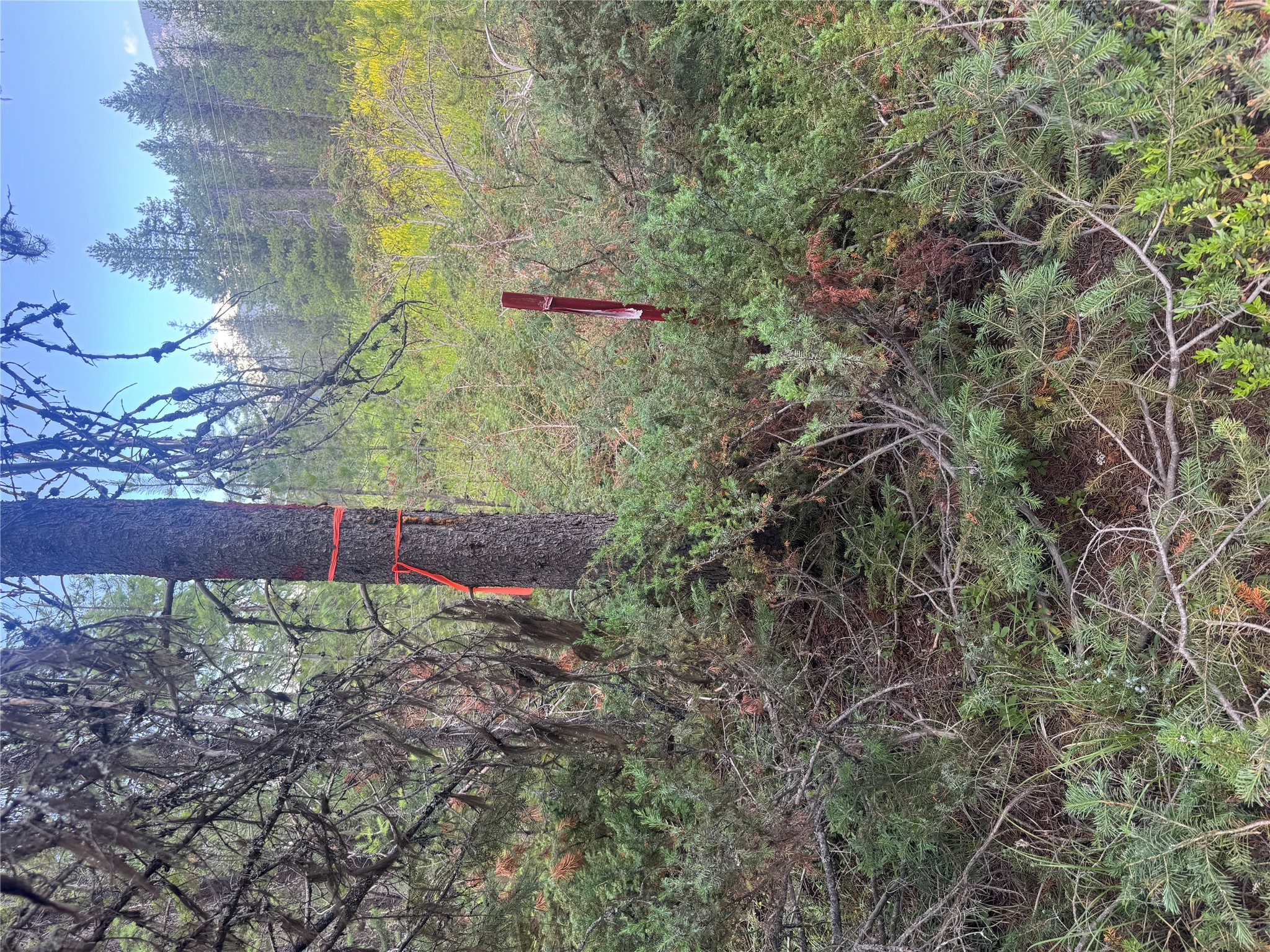 9295 Highway 93 N