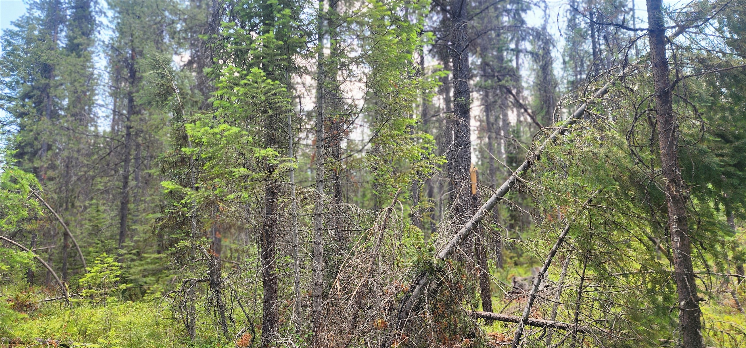 9295 Highway 93 N