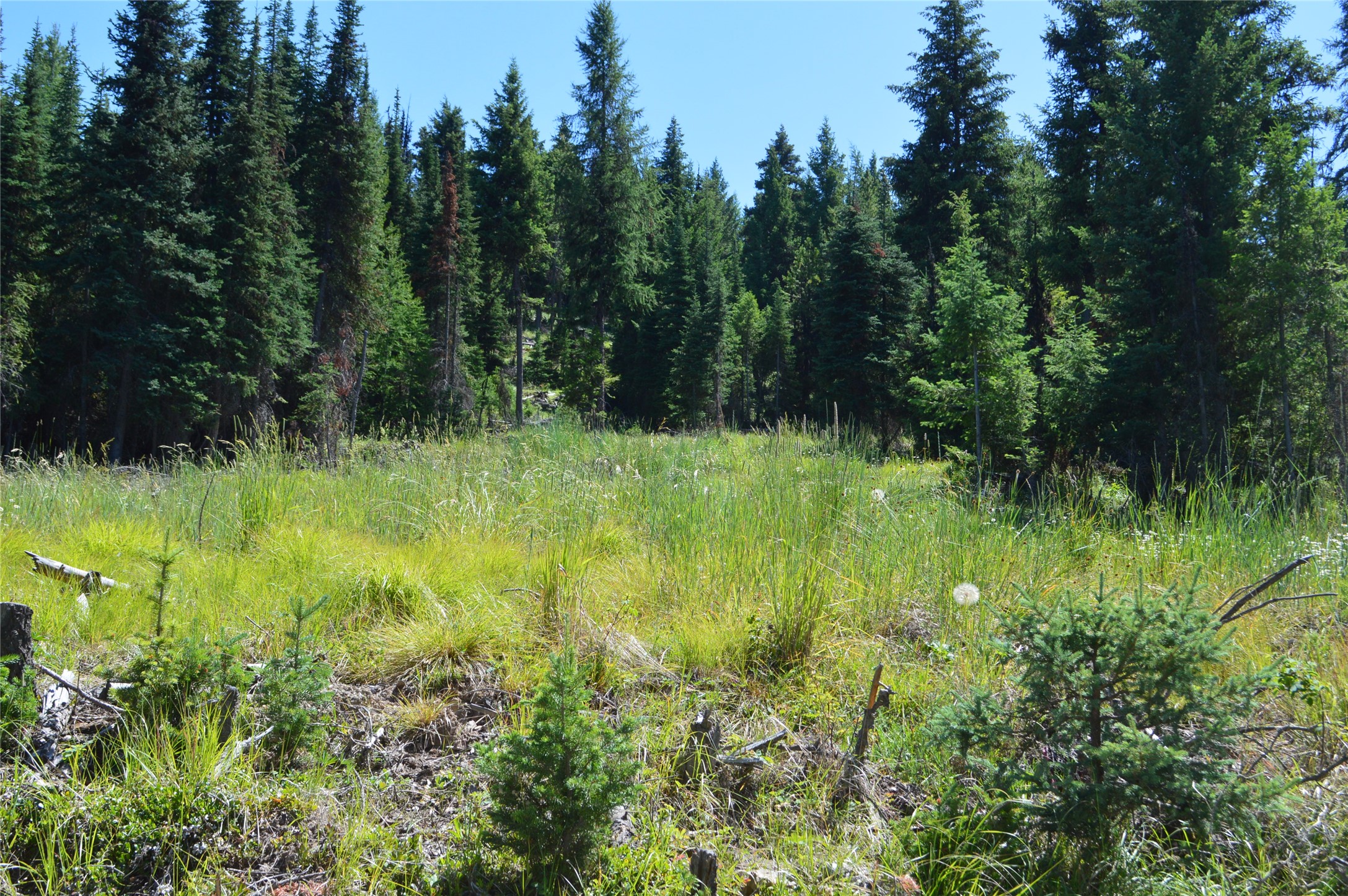 NHN Logan Creek Road