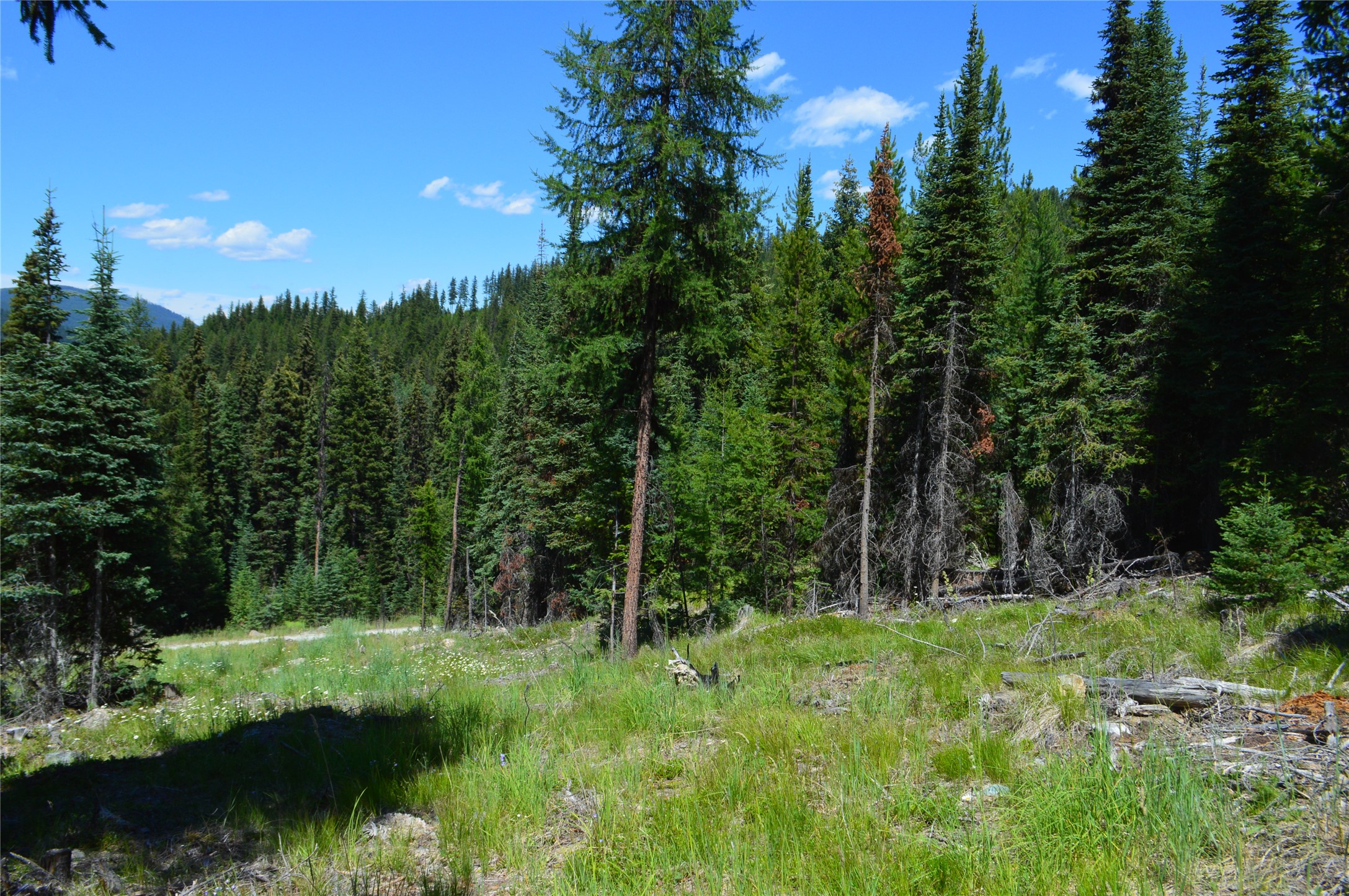 NHN Logan Creek Road