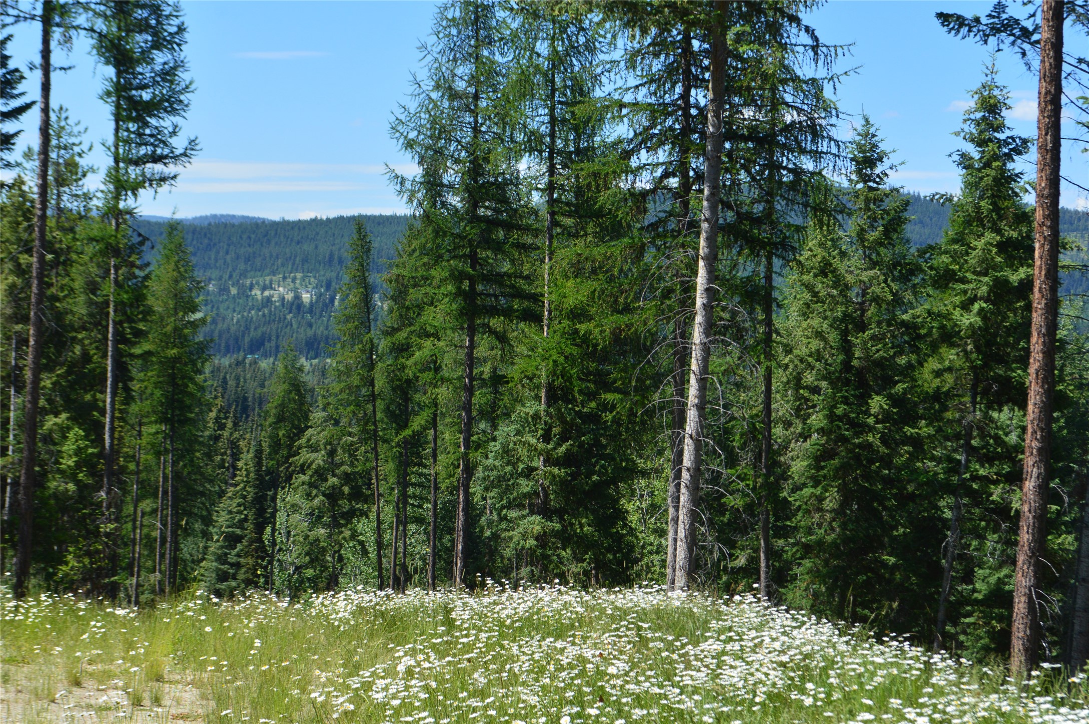 NHN Logan Creek Road