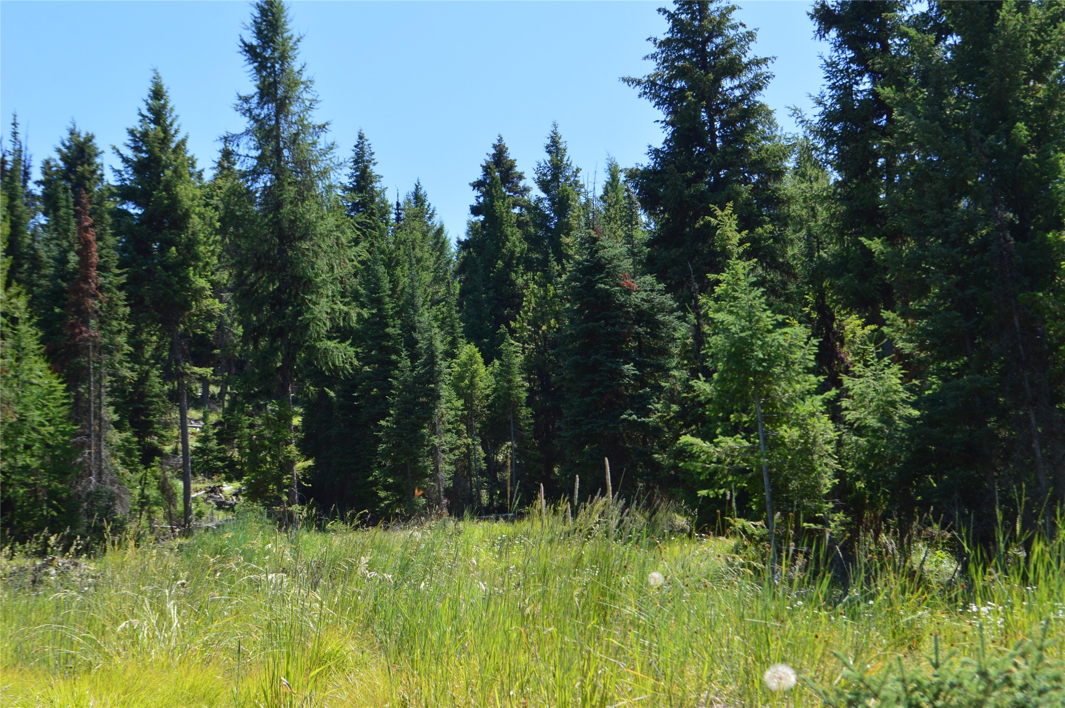 NHN Logan Creek Road