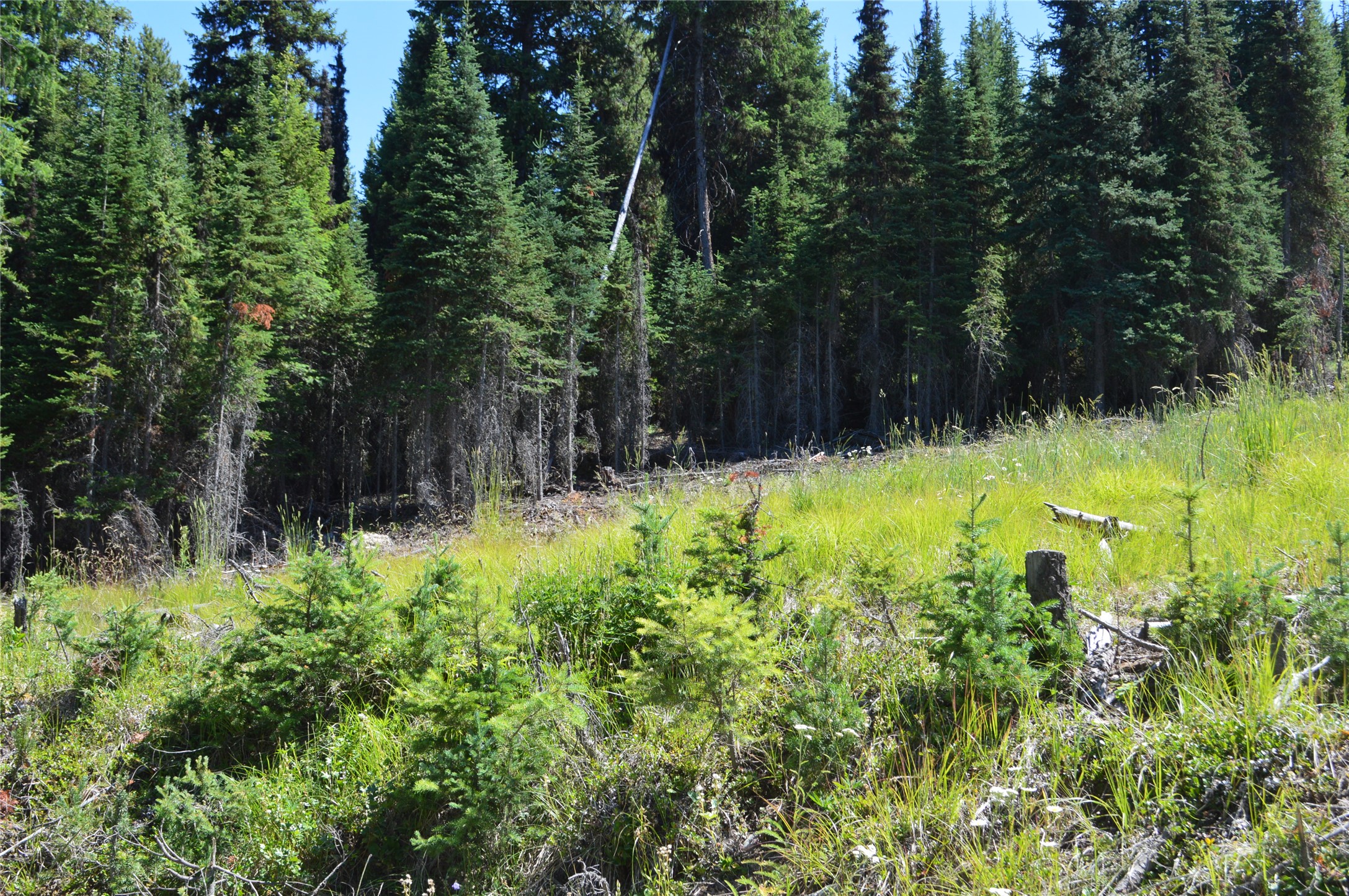 NHN Logan Creek Road