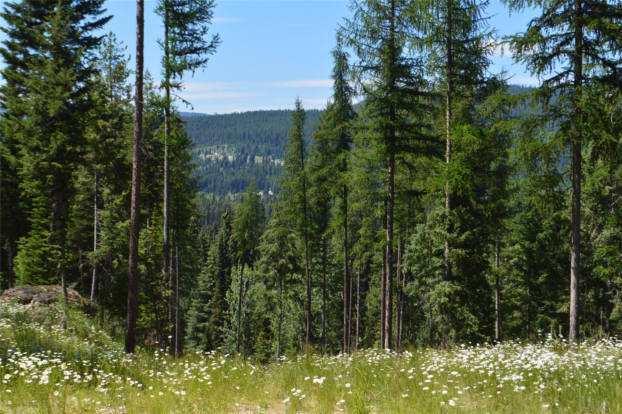 NHN Logan Creek Road