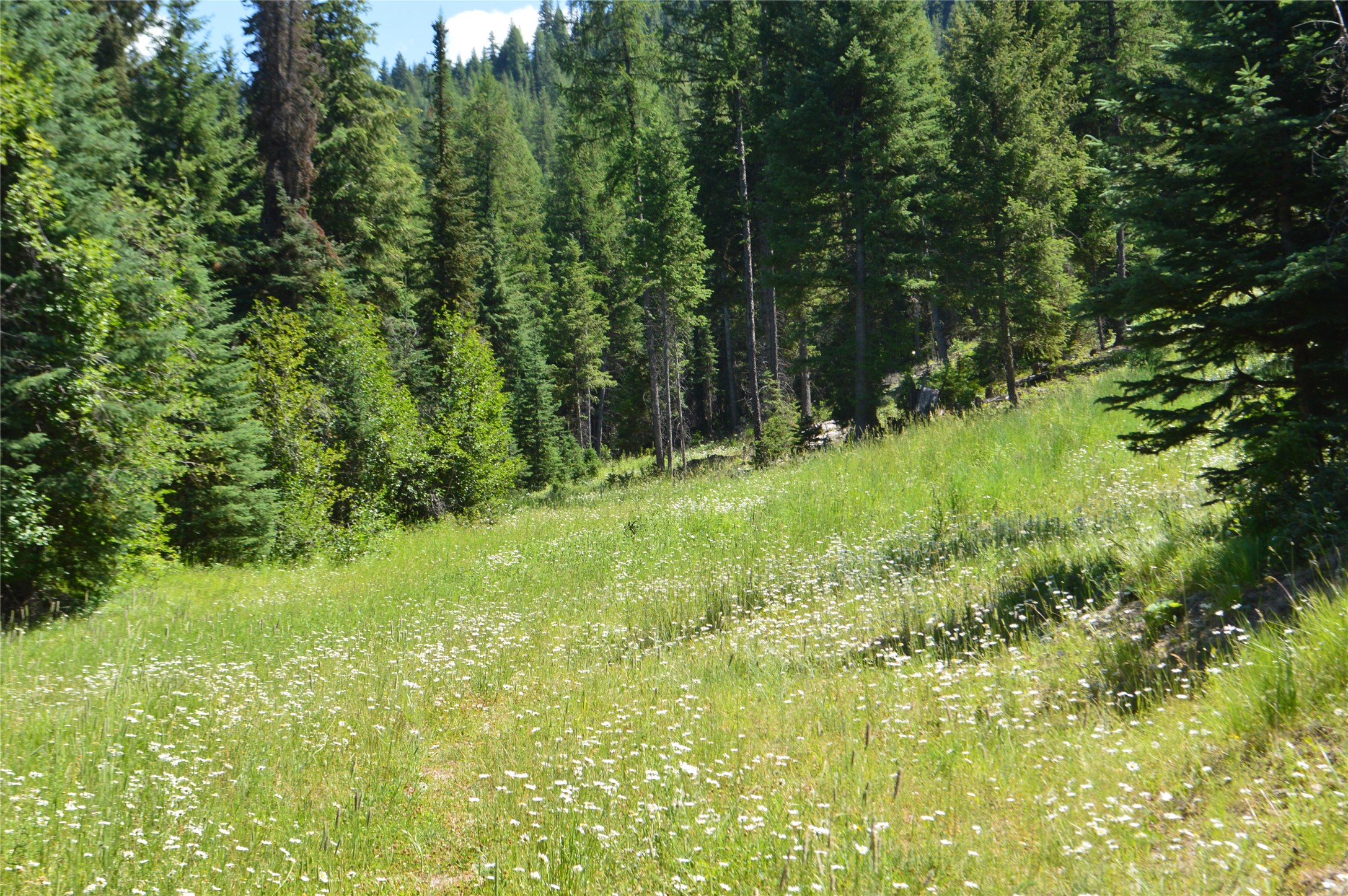 NHN Logan Creek Road