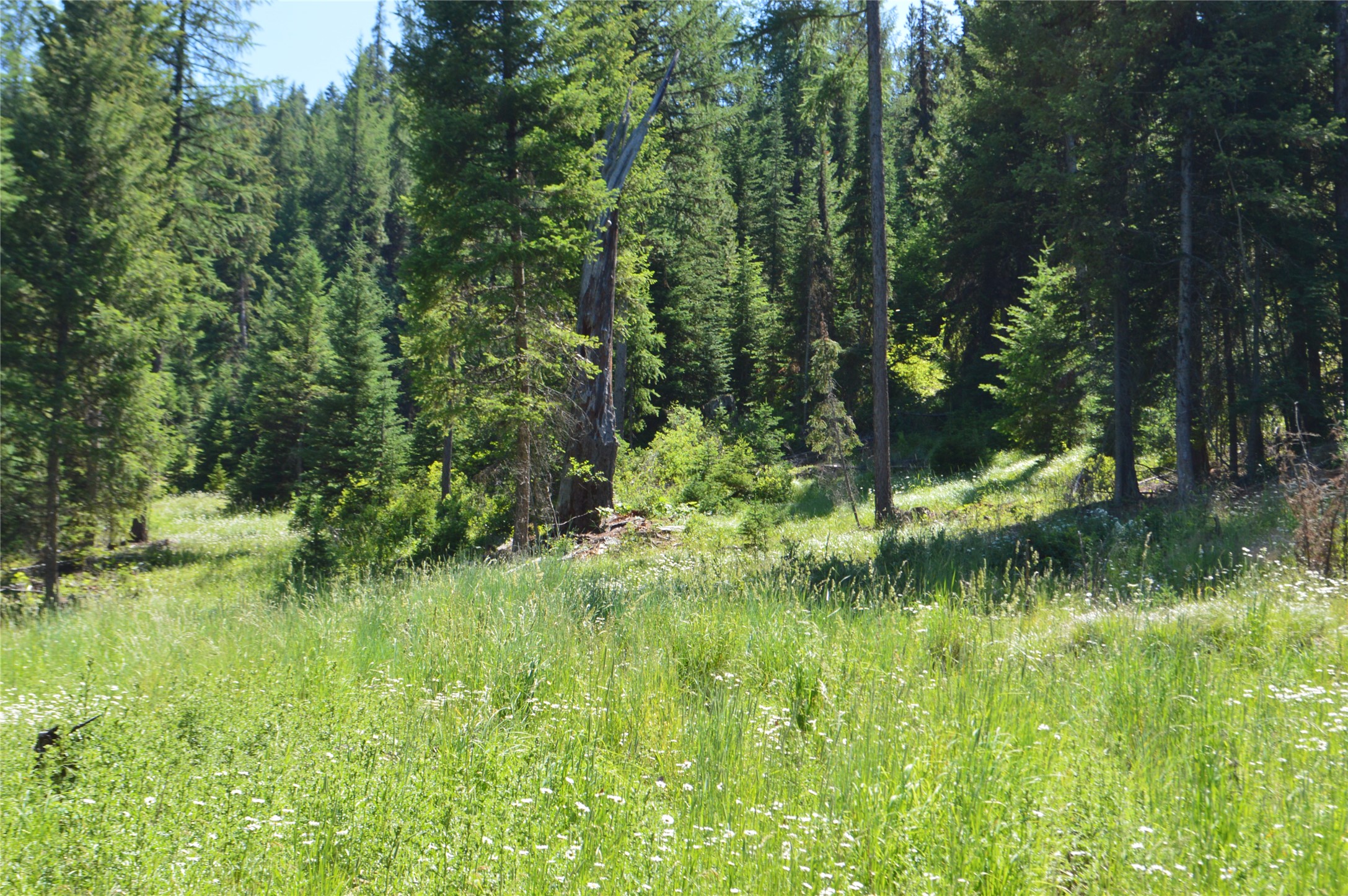 NHN Logan Creek Road