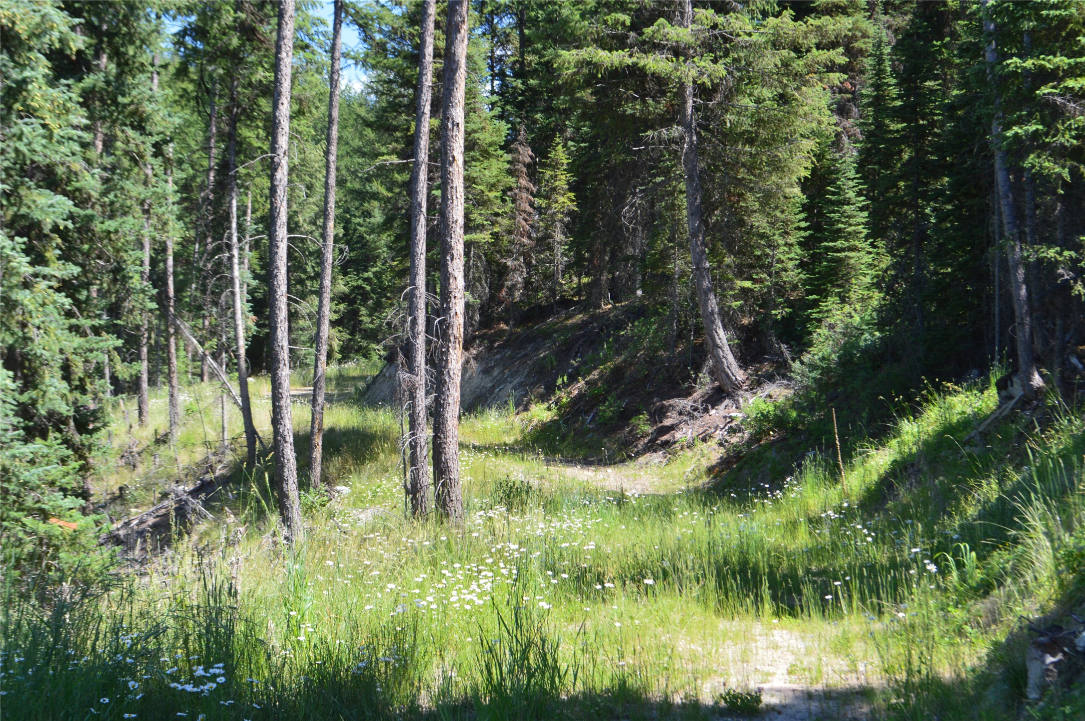 NHN Logan Creek Road