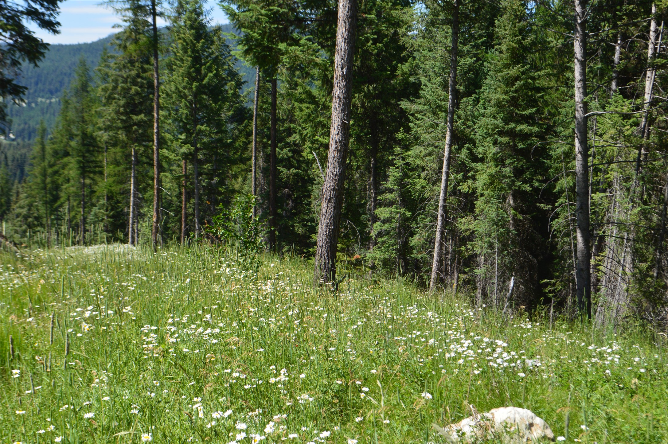 NHN Logan Creek Road