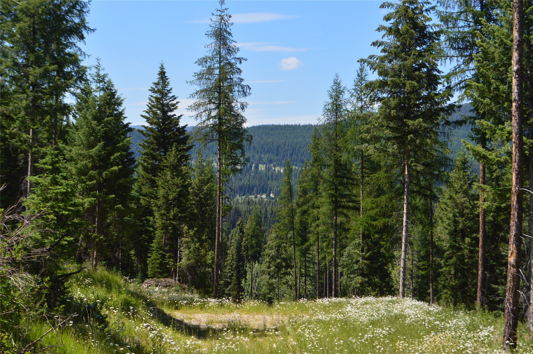 NHN Logan Creek Road