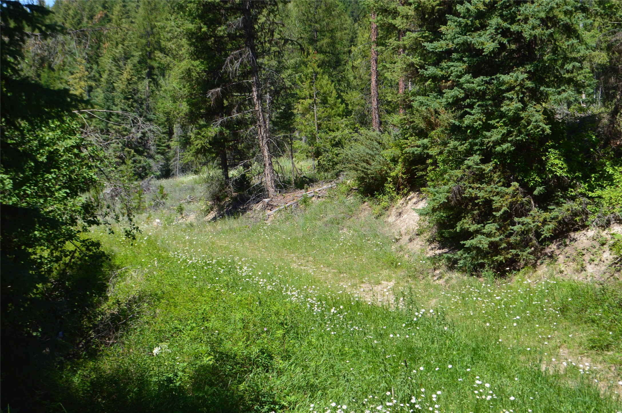 NHN Logan Creek Road