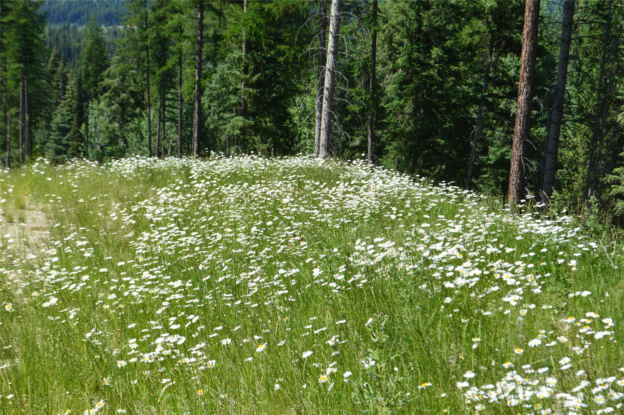 NHN Logan Creek Road