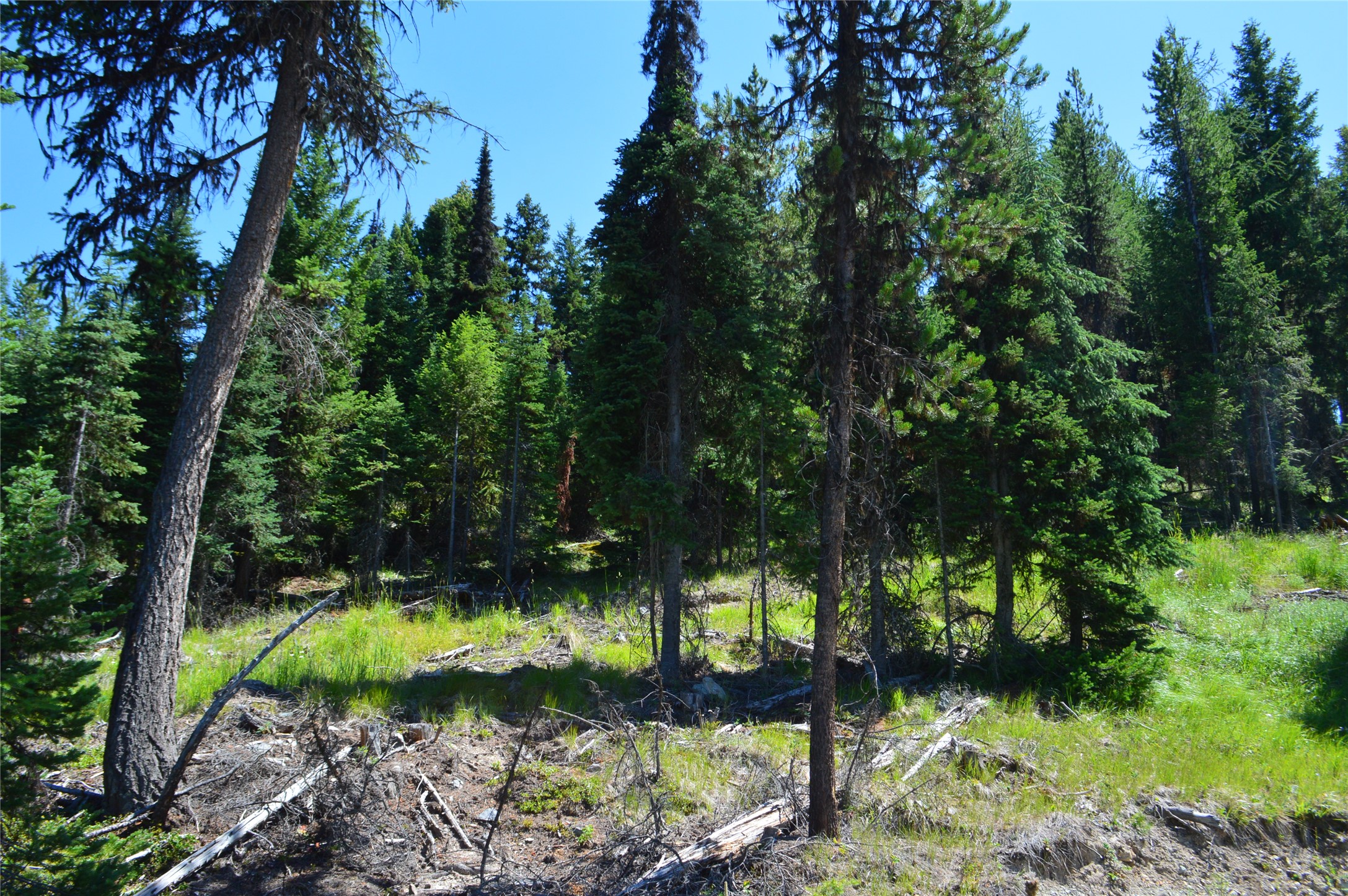 NHN Logan Creek Road