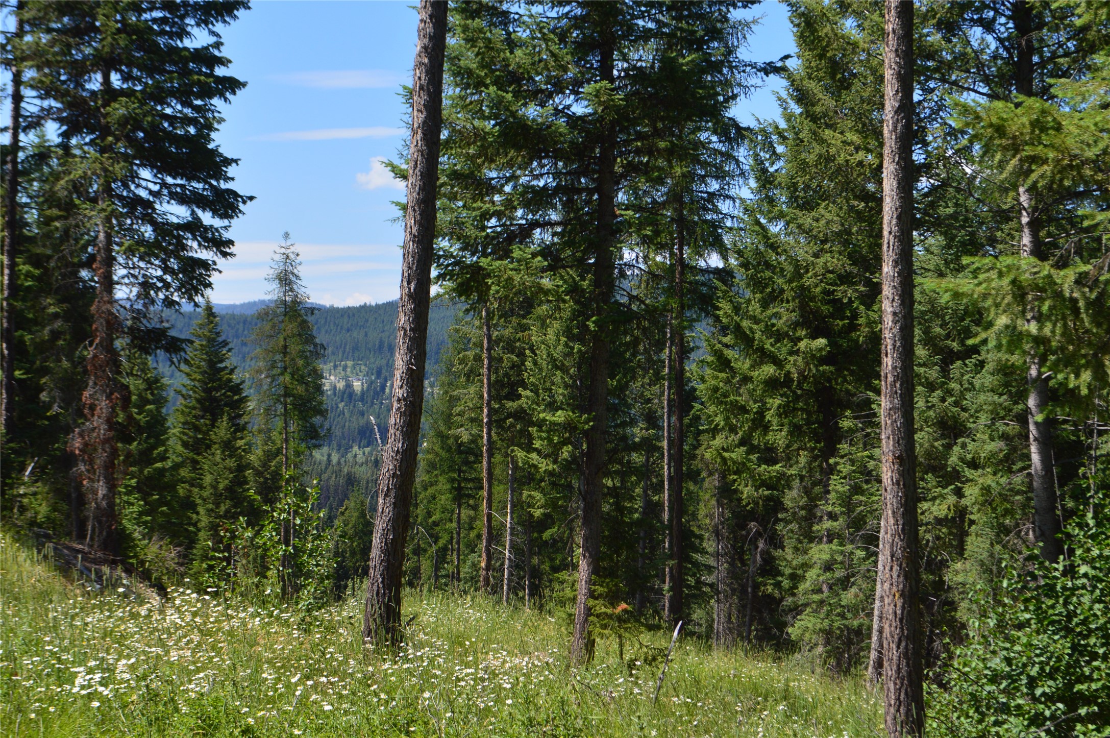 NHN Logan Creek Road