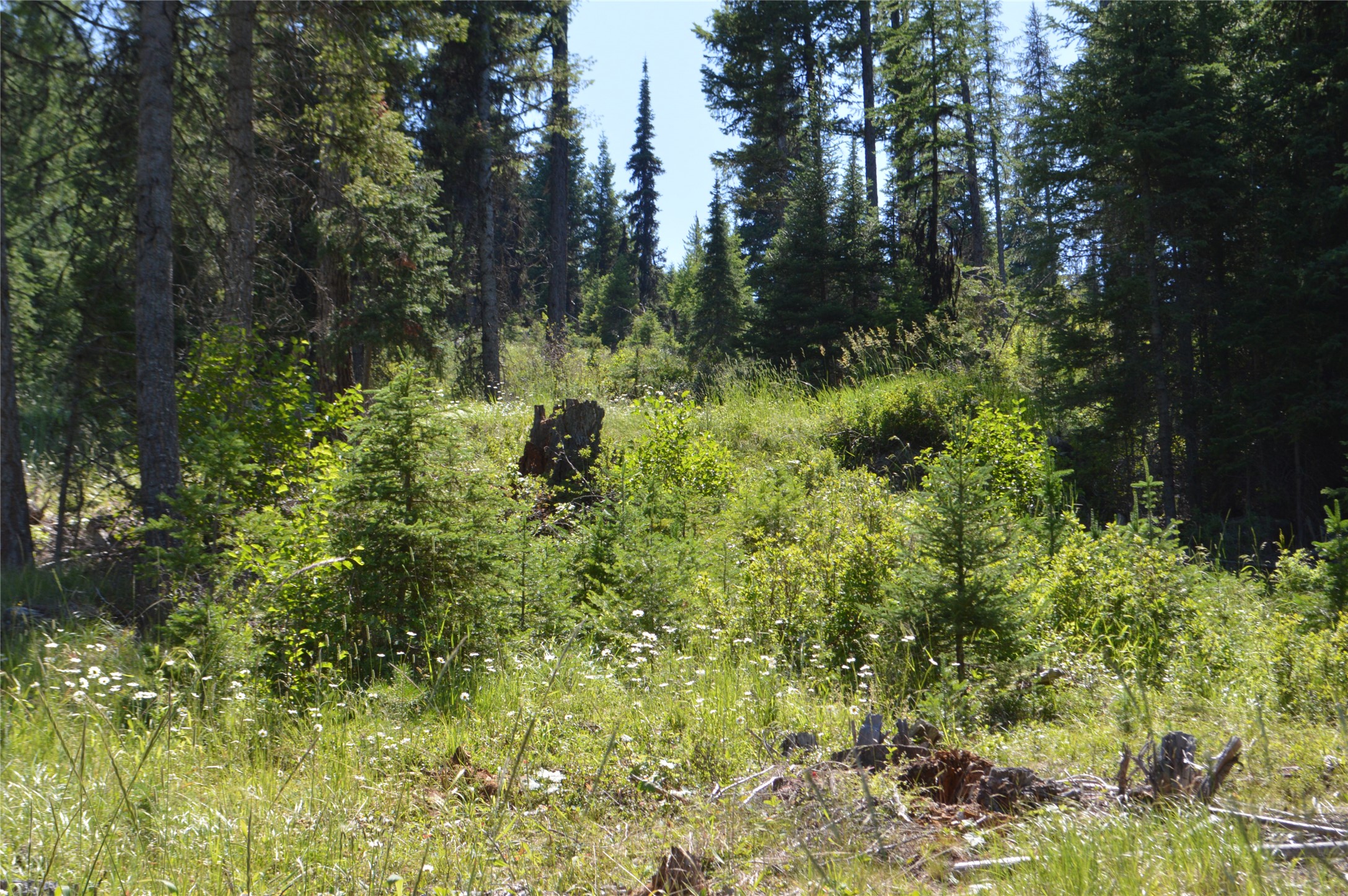NHN Logan Creek Road