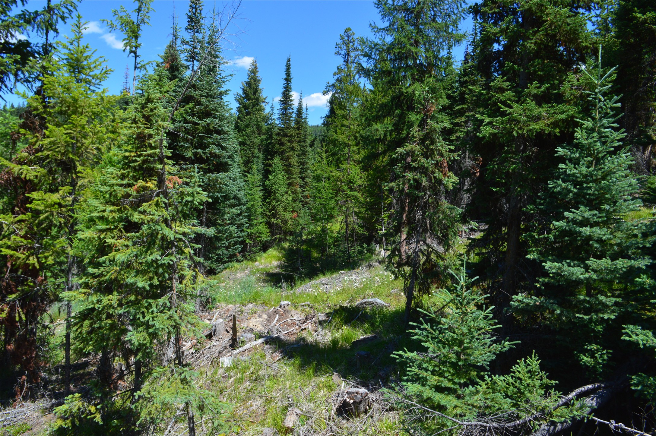 NHN Logan Creek Road