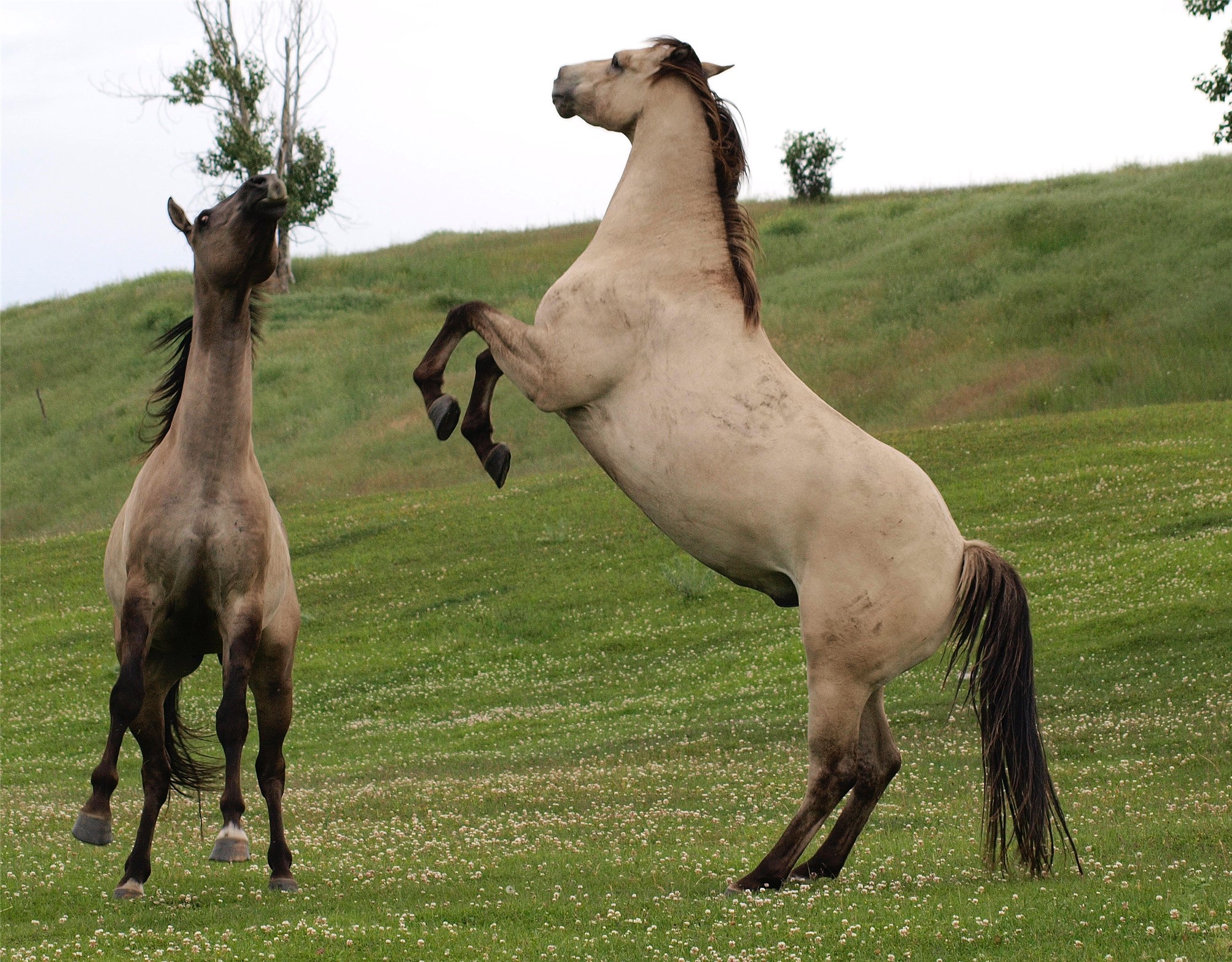 1838 Mills Spring Road Tract 1