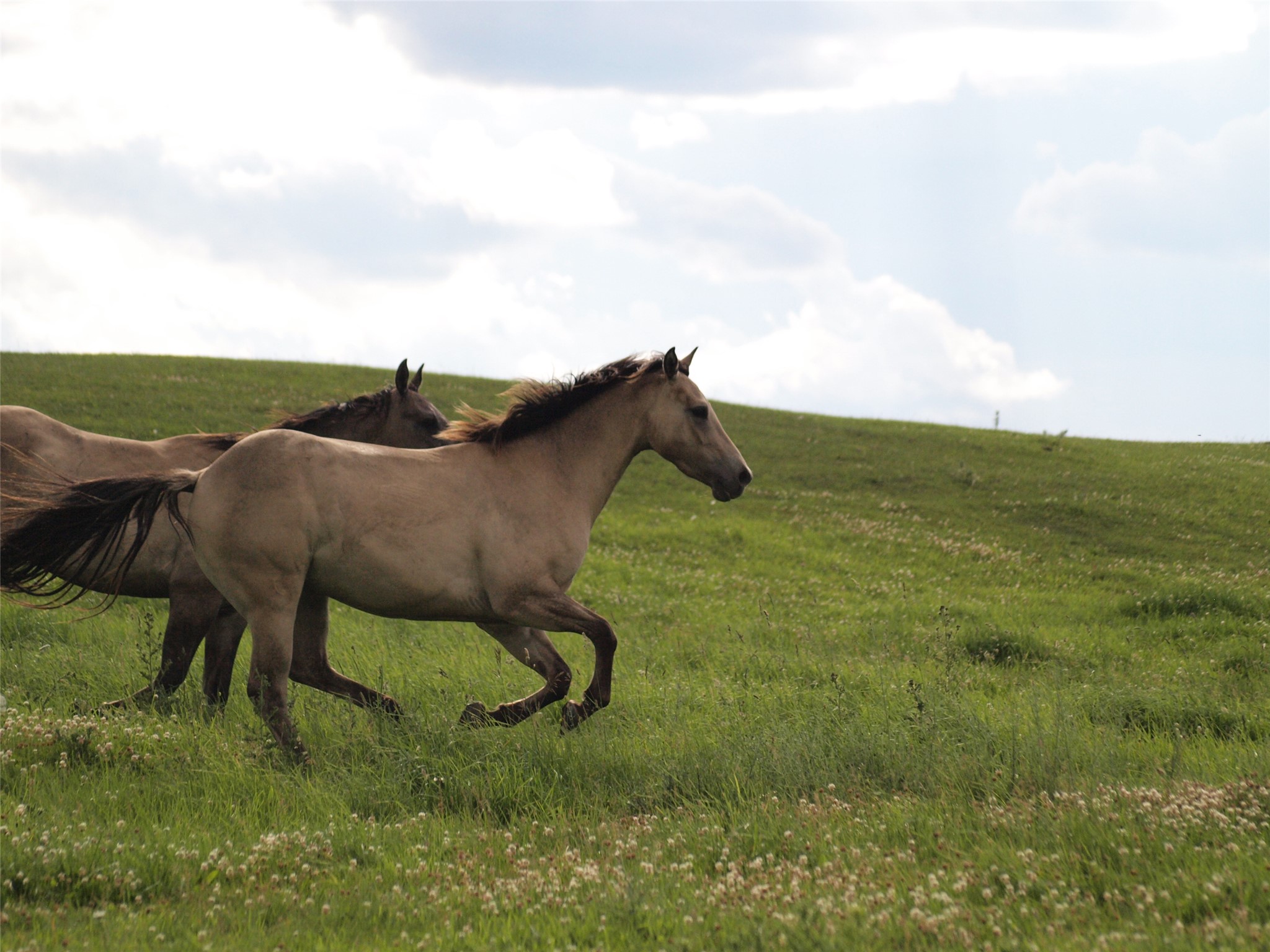 1838 Mills Spring Road Tract 1