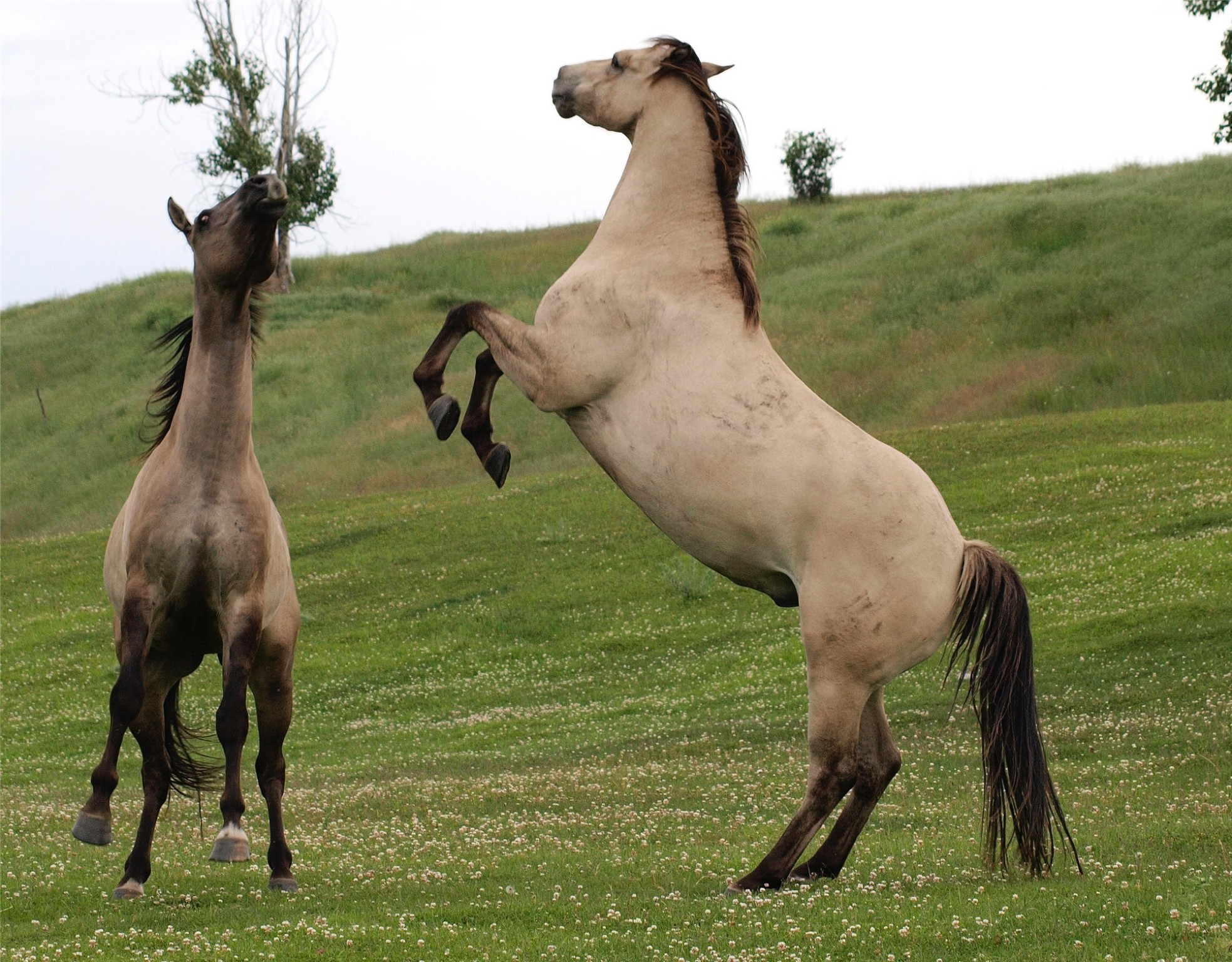 1838 Mills Spring Road Tract 1