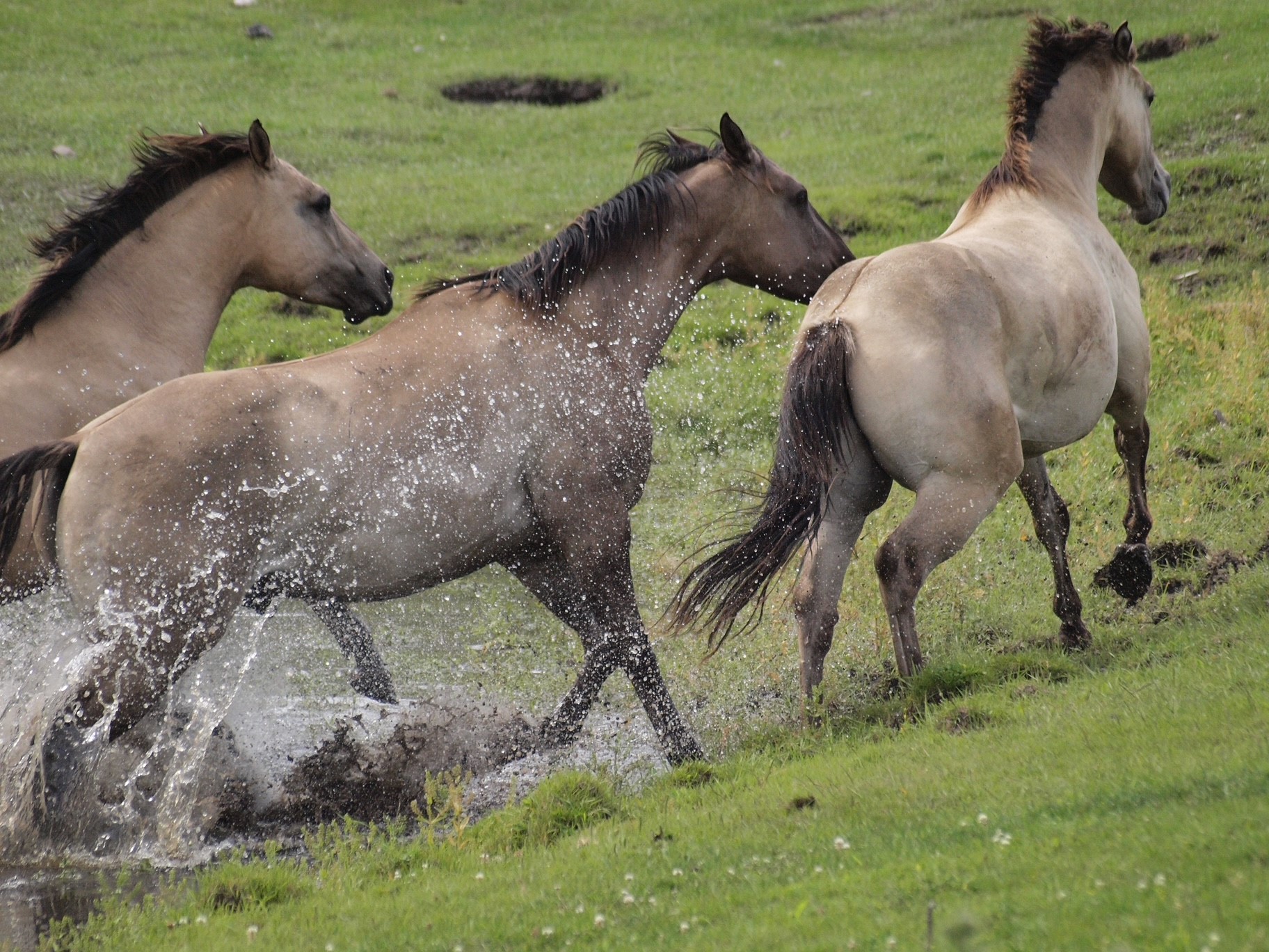 1838 Mills Spring Road Tract 1