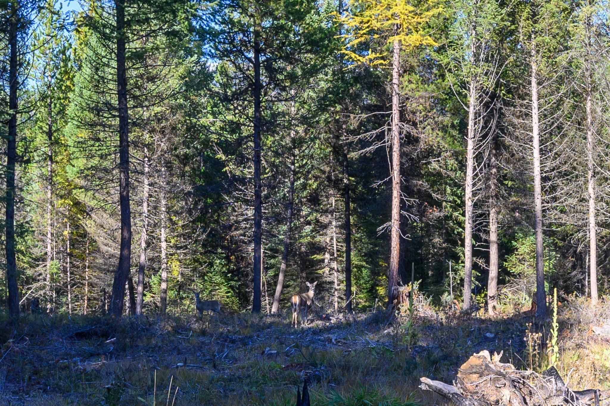 209 Turtle Trail