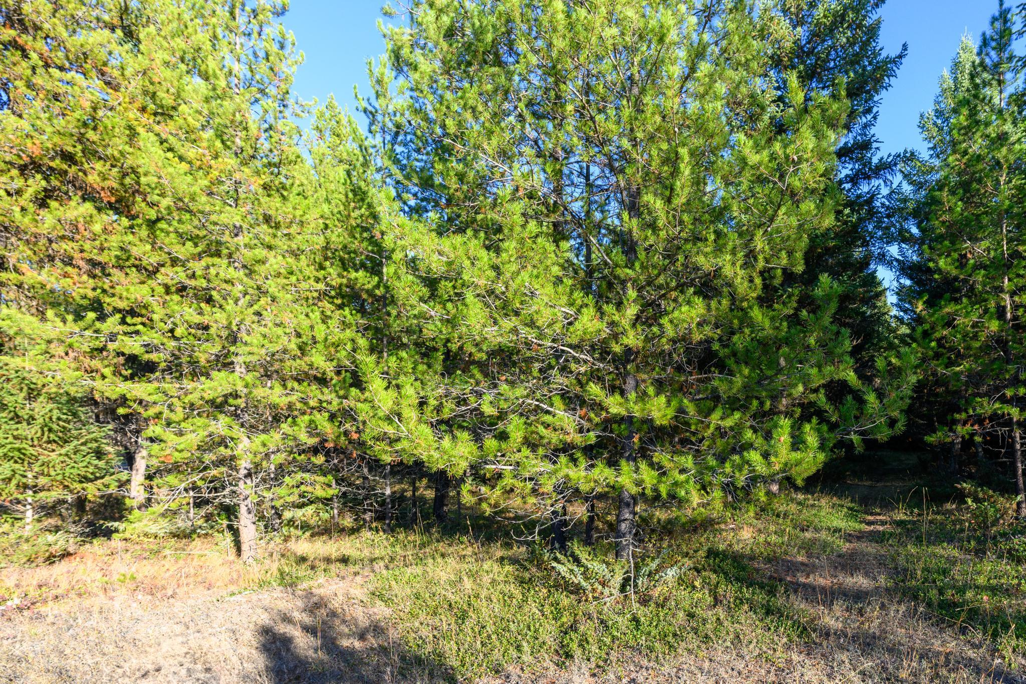 209 Turtle Trail