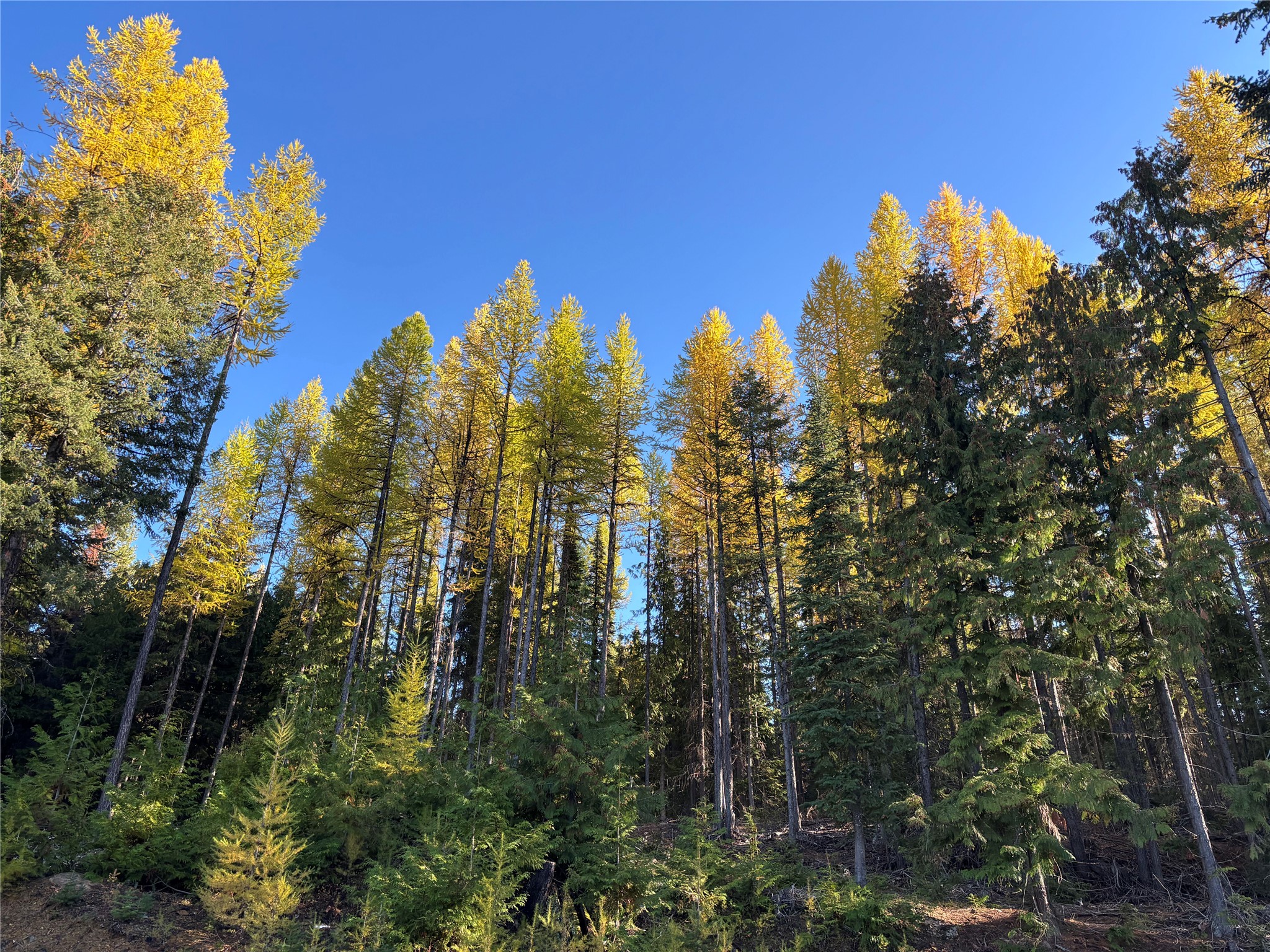 1089 Cedar Hills Road