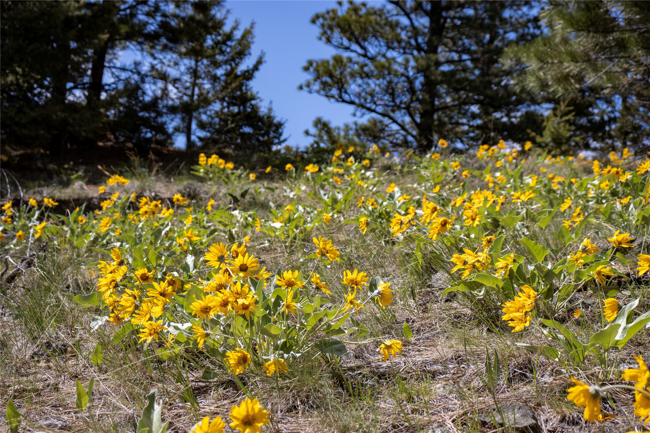 TBD Elkhorn Mountain View Road