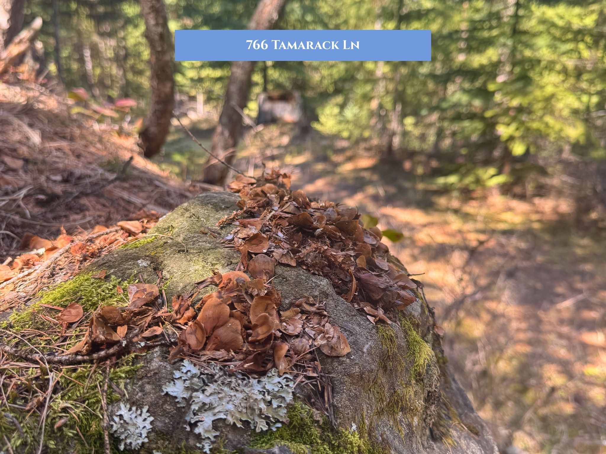 Lot 14 Tamarack Lane