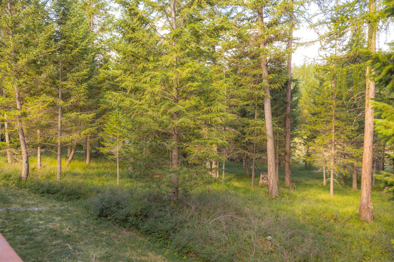 248 Pine Woods Court