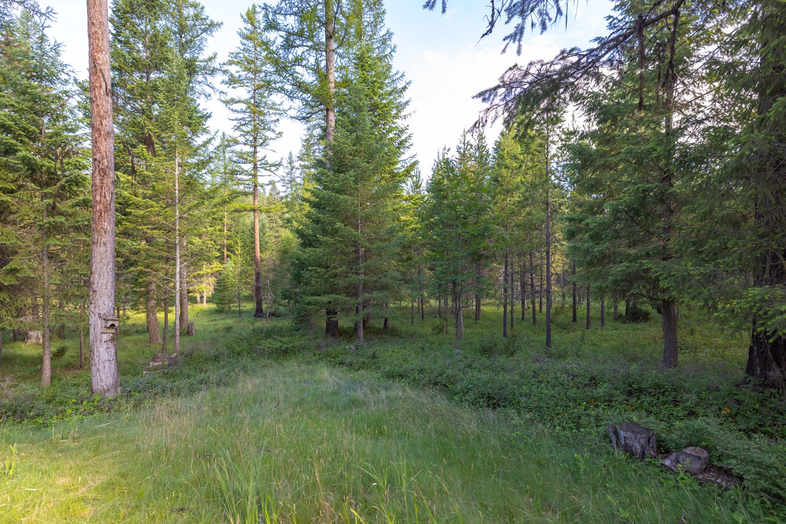248 Pine Woods Court