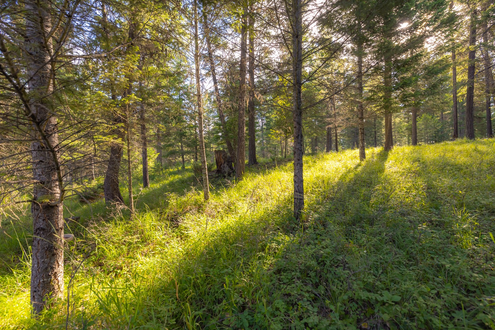 248 Pine Woods Court