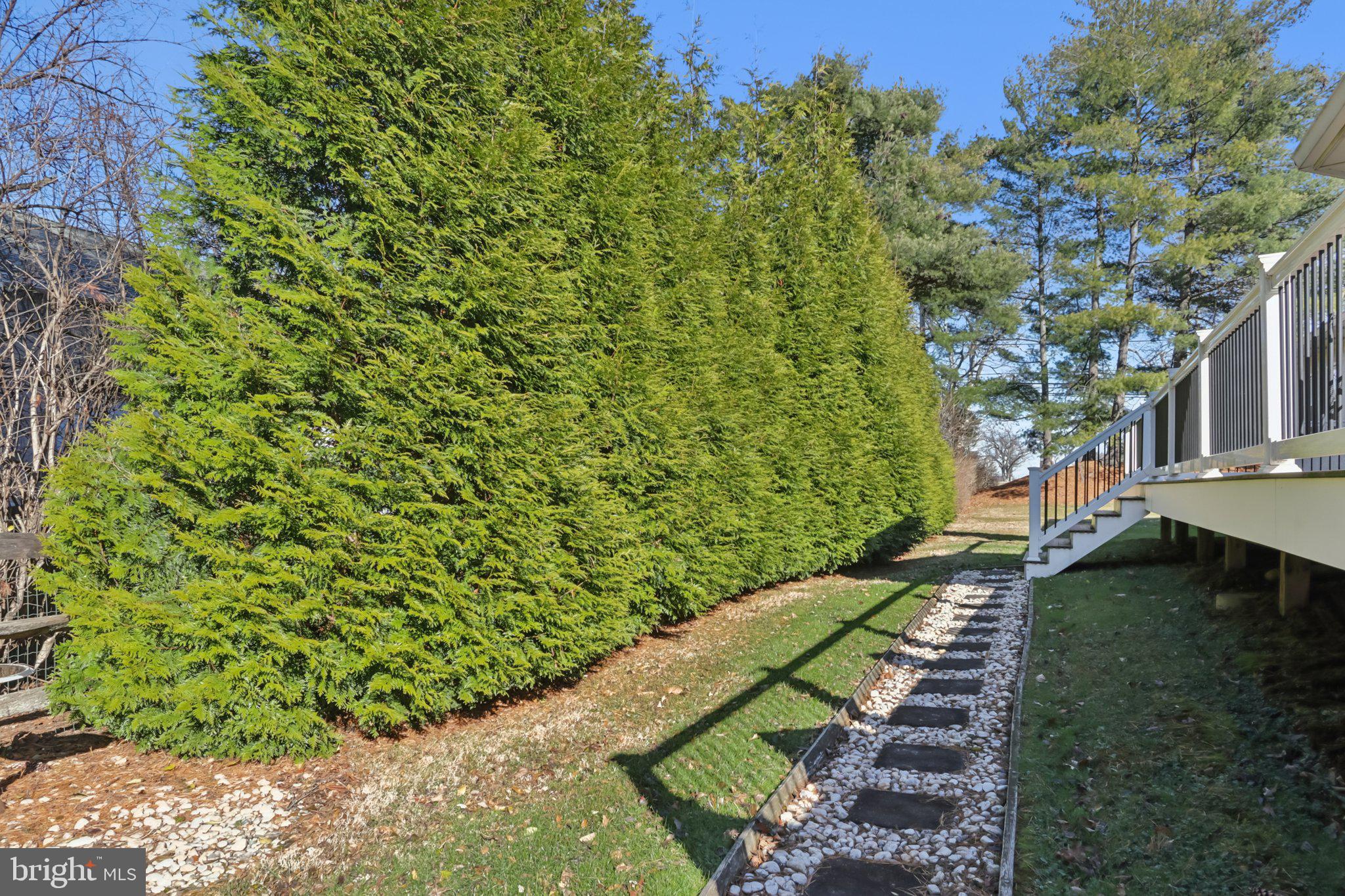 1 DAISY LANE