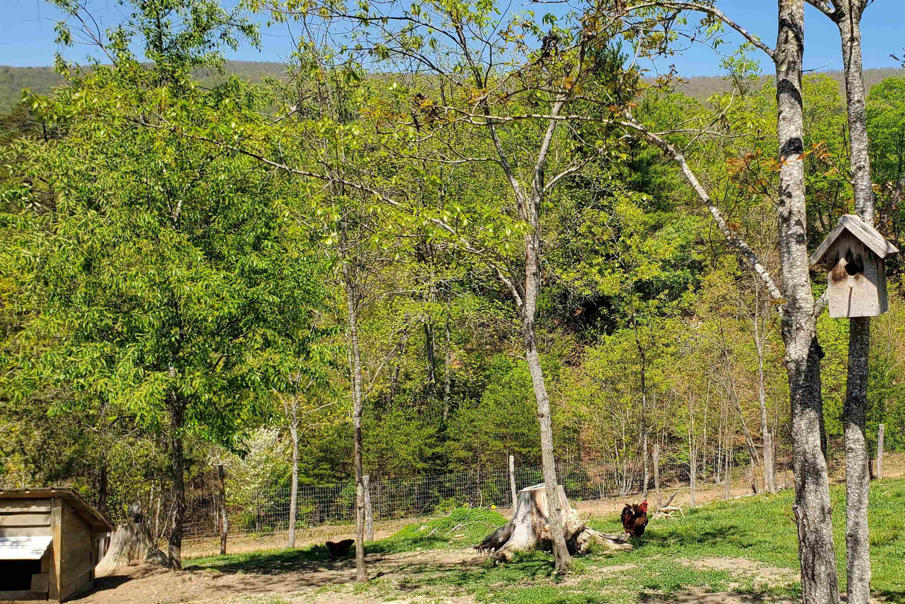 4536 Craig Creek Road