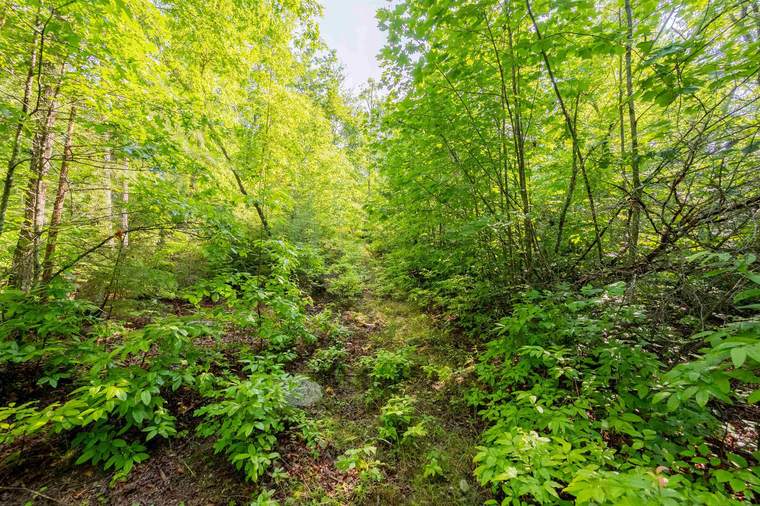 TBD 25 Acres Mt. Tabor Road