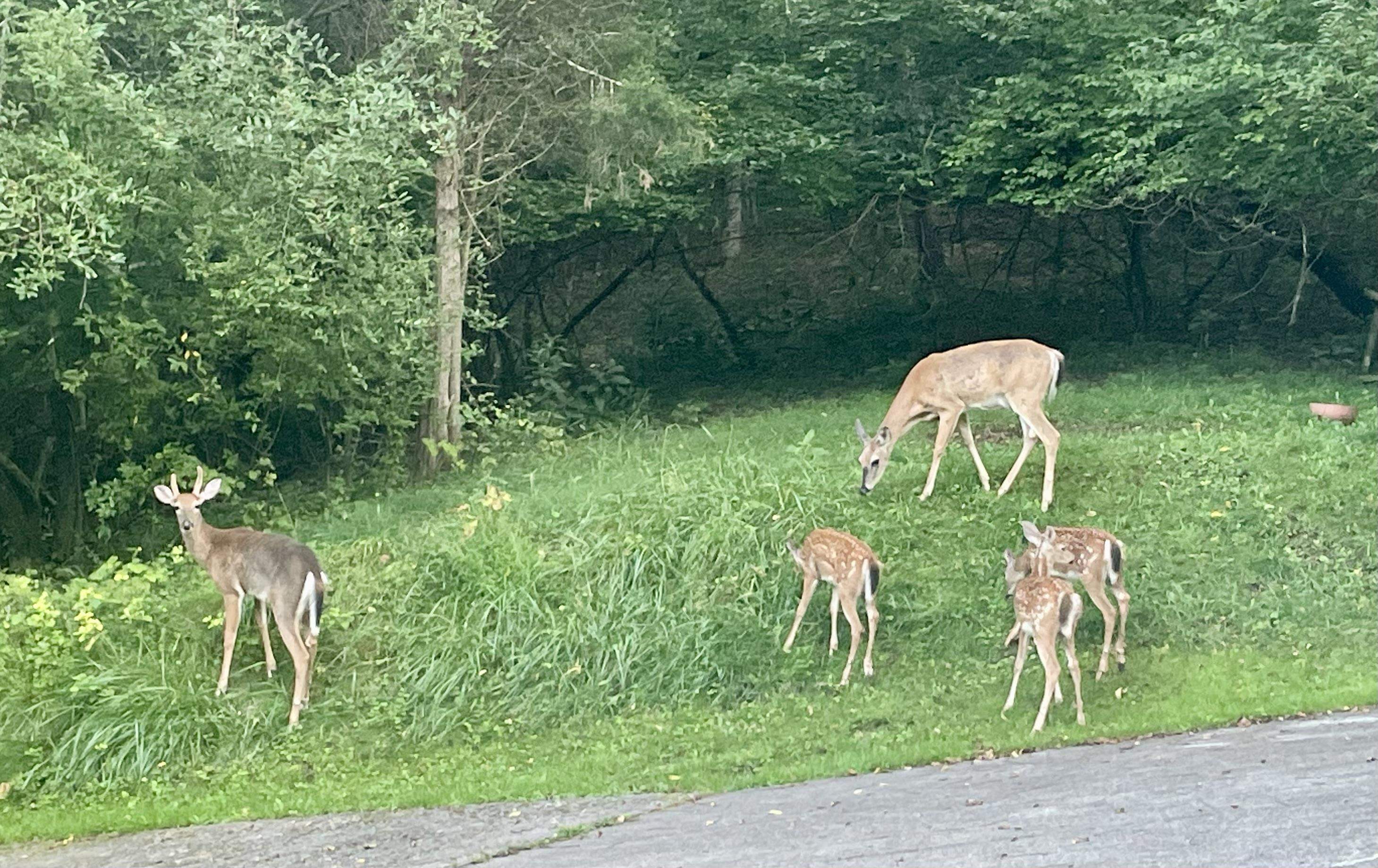 1917 Keisters Branch Road