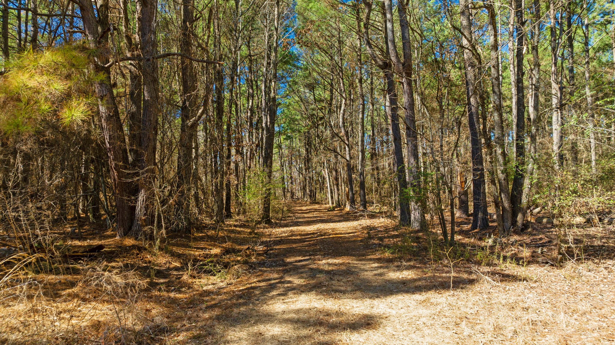 TBD #2 County Road 2237