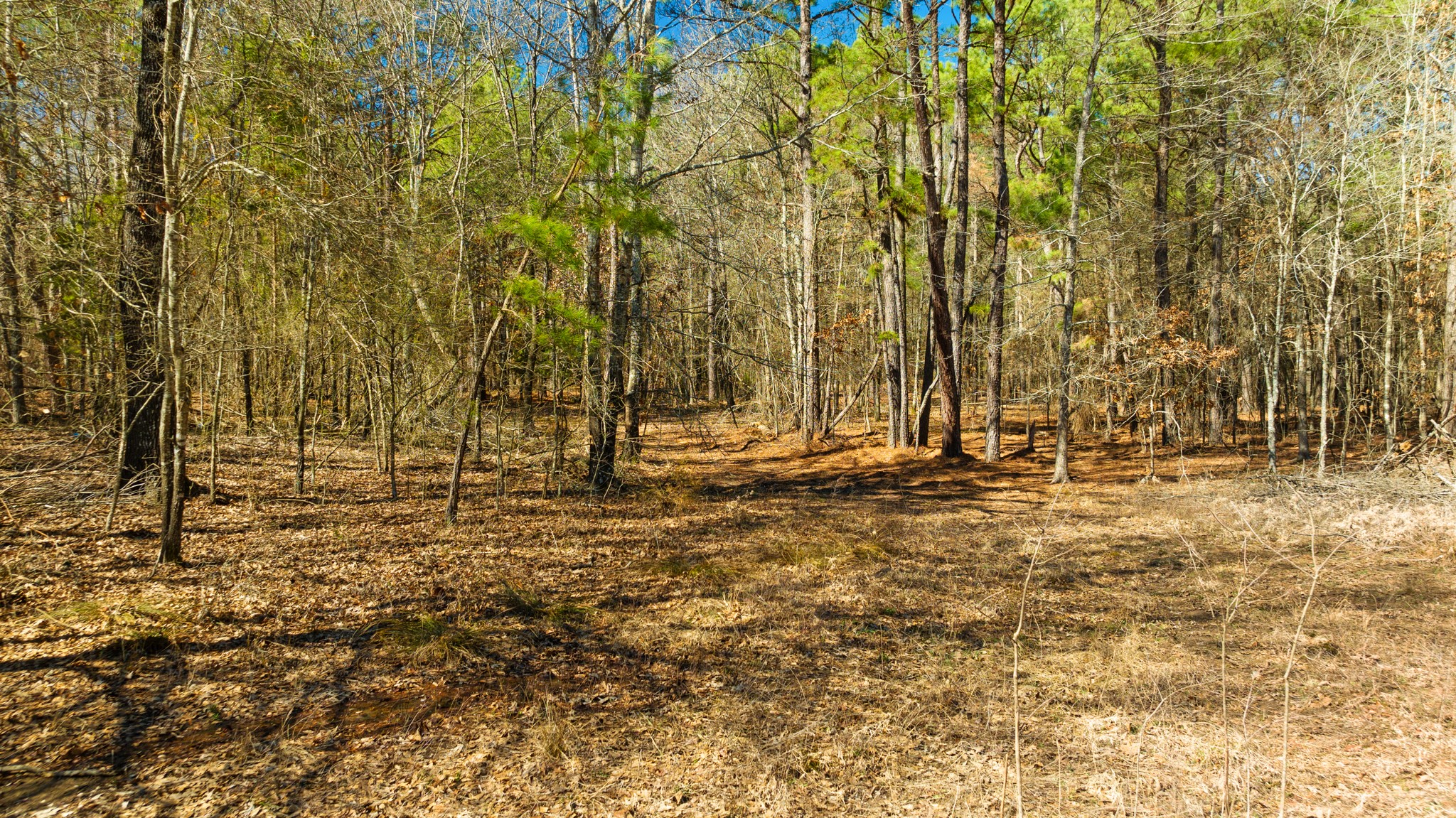 TBD County Road 2237