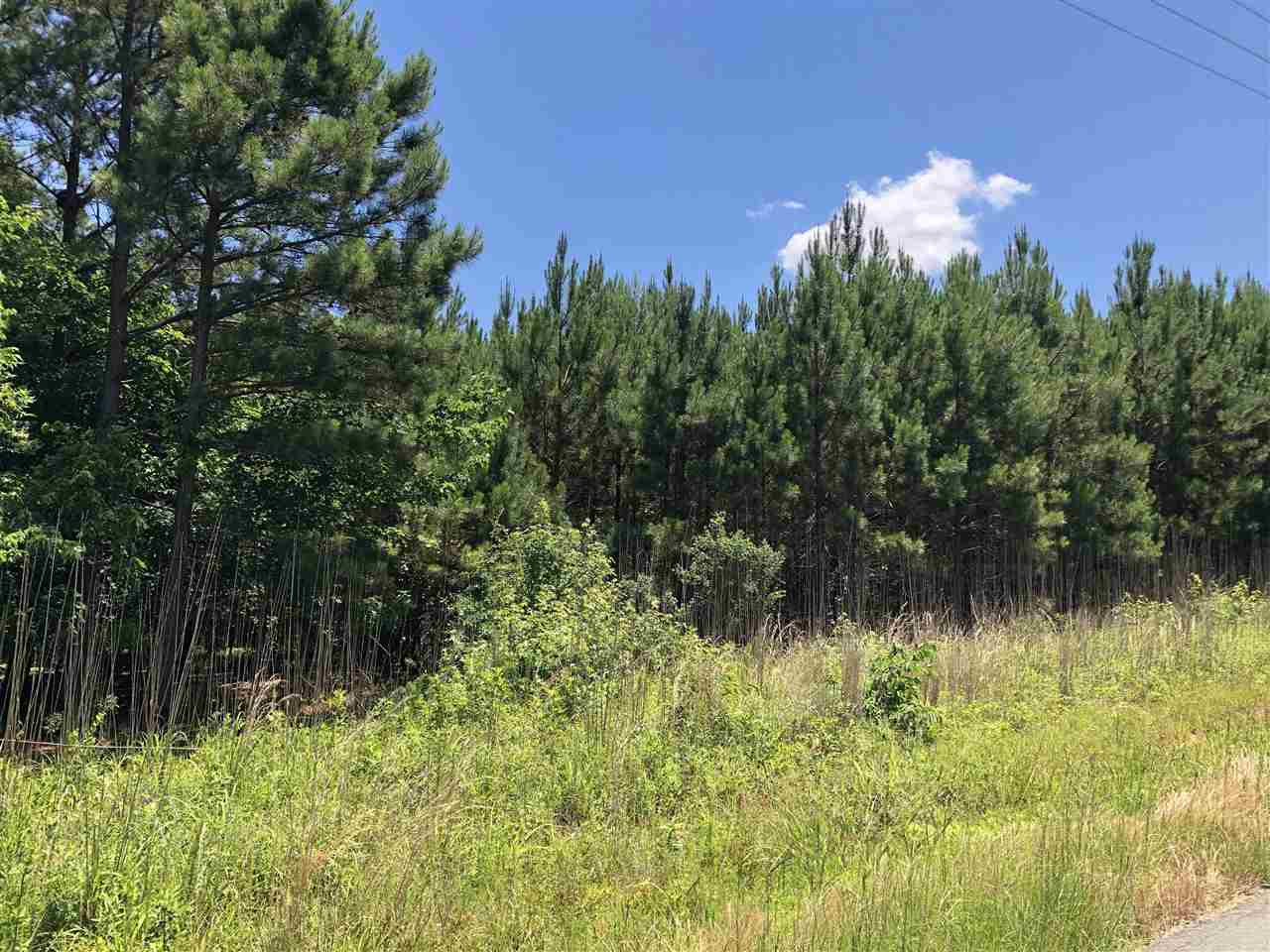 Grassy vacant lot bordered by dense pine trees beside a road.