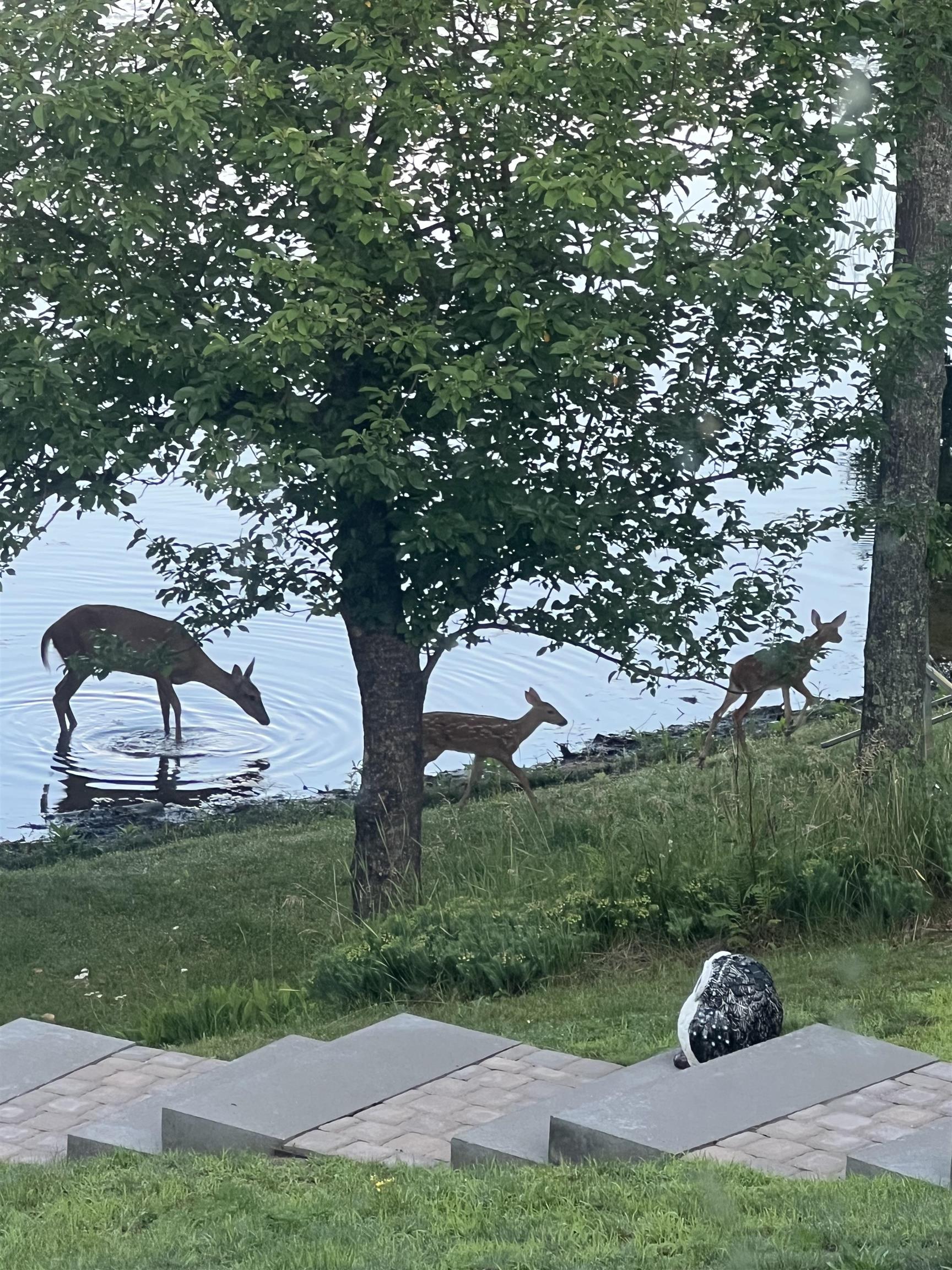 66895 S Spider Lake Rd