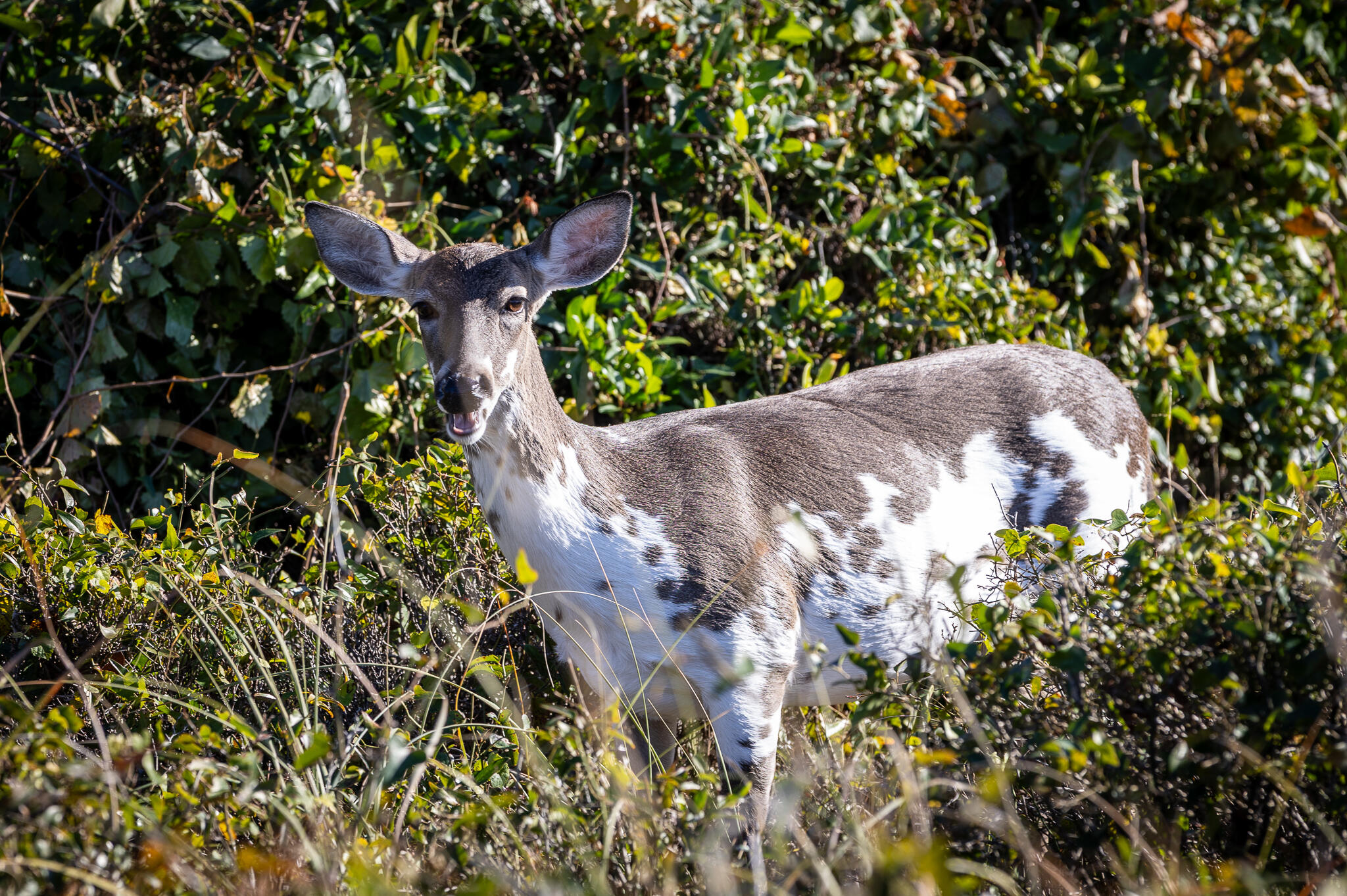 1345 Pelican Watch Villas