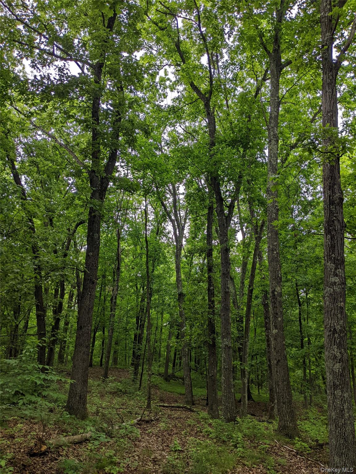 Parcel 1 - TBD Woodstock Road