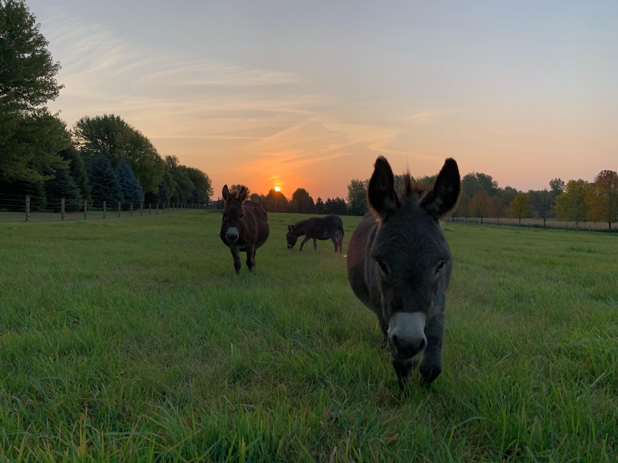 27140 Jonquil Avenue